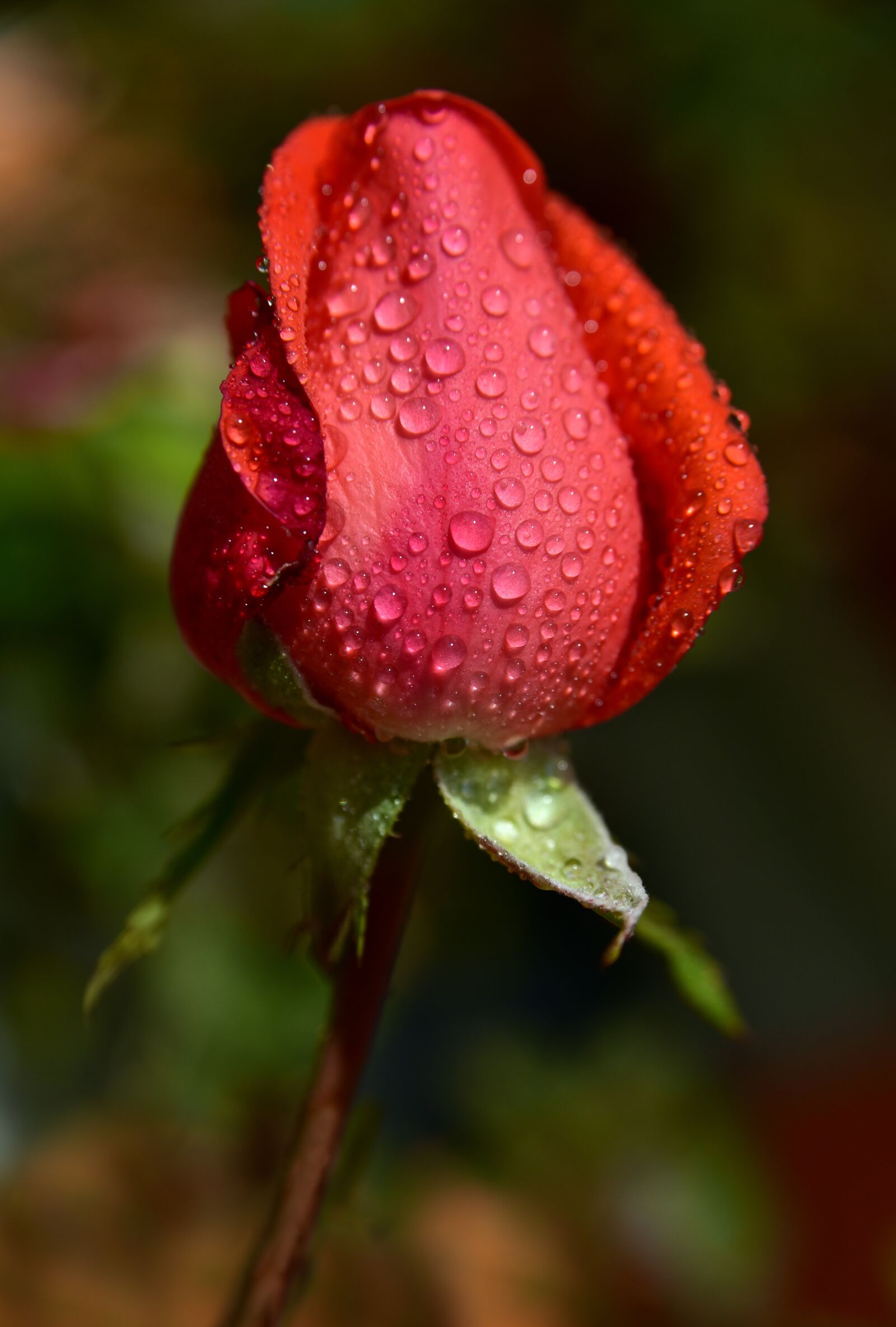 Nikon D750 sample photo. Rose, bud, rosebud photography