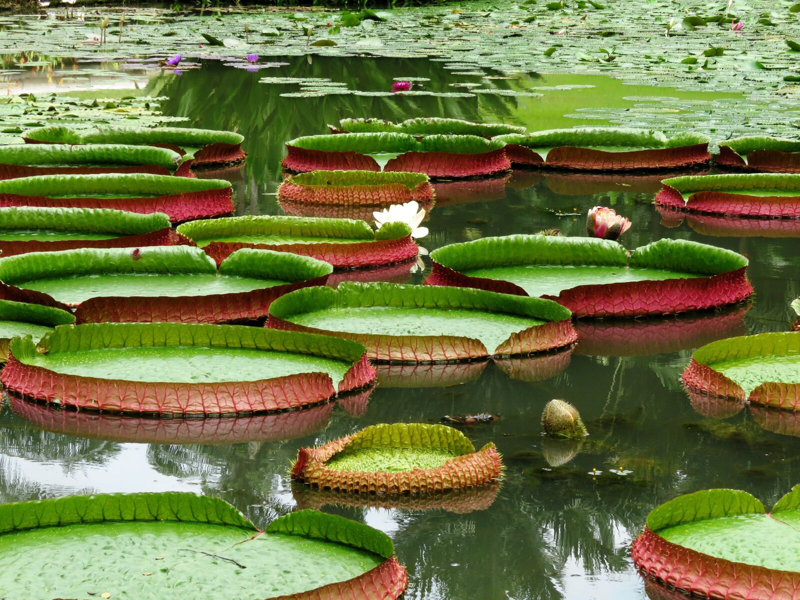 Canon PowerShot SX60 HS sample photo. Water, lotus leaf, lilly photography