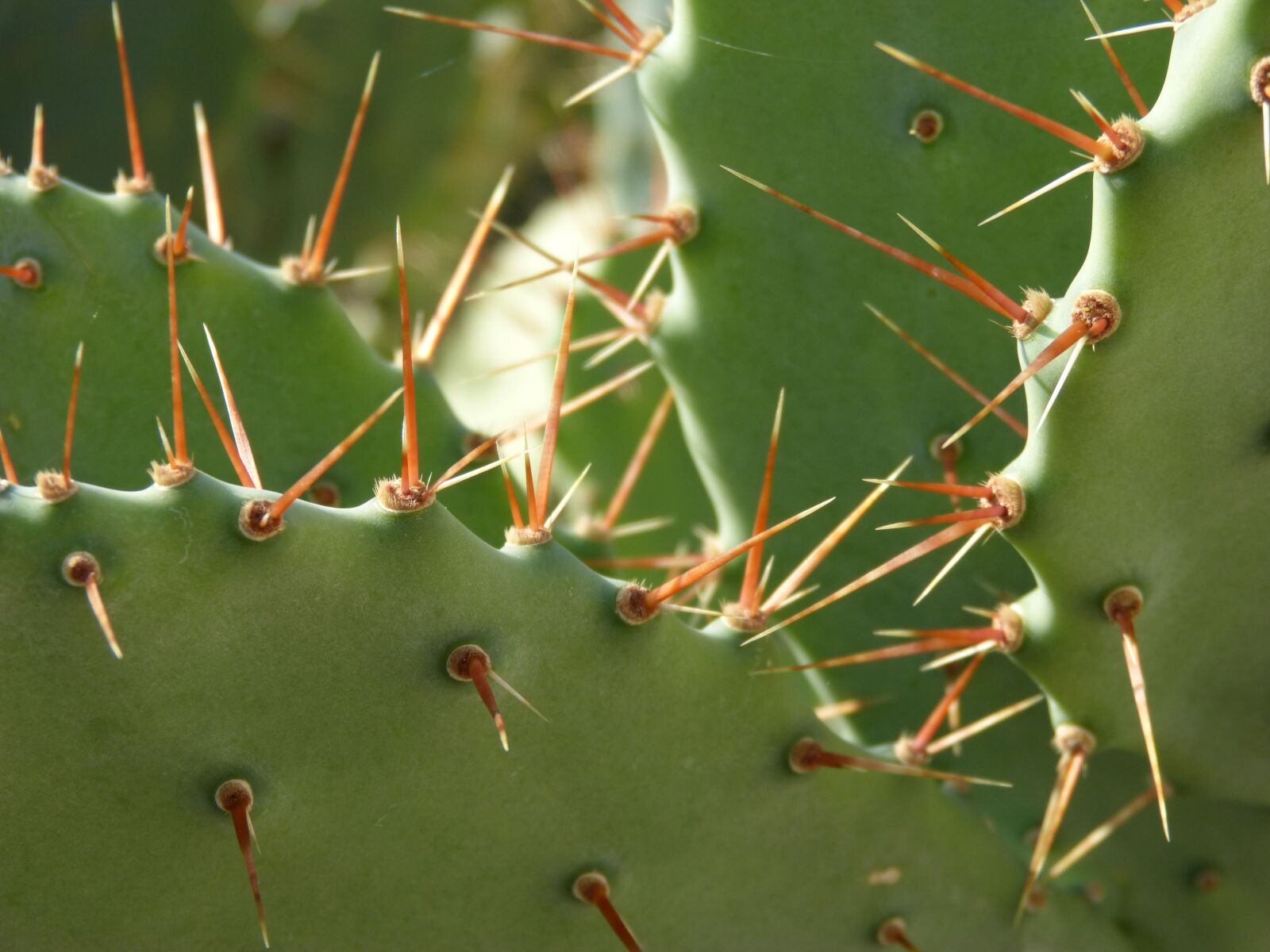 Panasonic DMC-FZ62 sample photo. Cactus, shovels, thorns photography