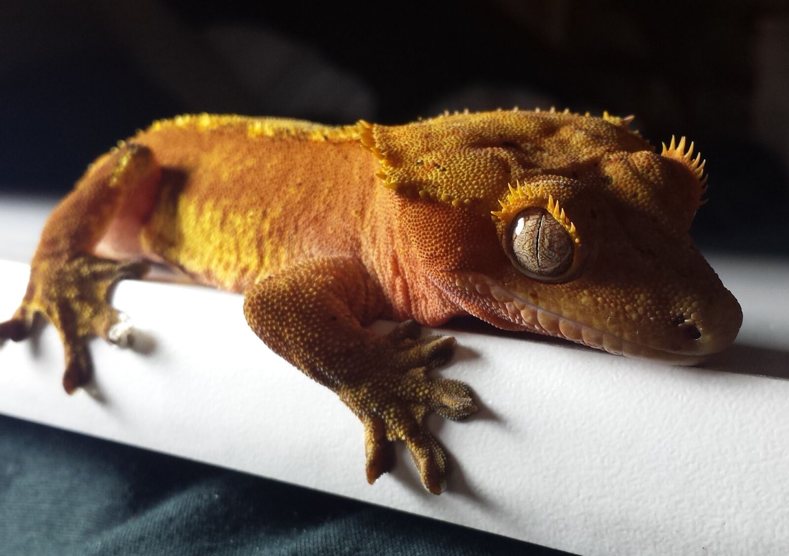 Samsung Galaxy S4 sample photo. Gecko, crested, red photography