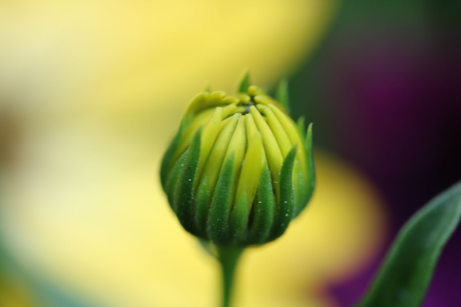 Canon EF-S 60mm F2.8 Macro USM sample photo. Bud, flower, macro photography