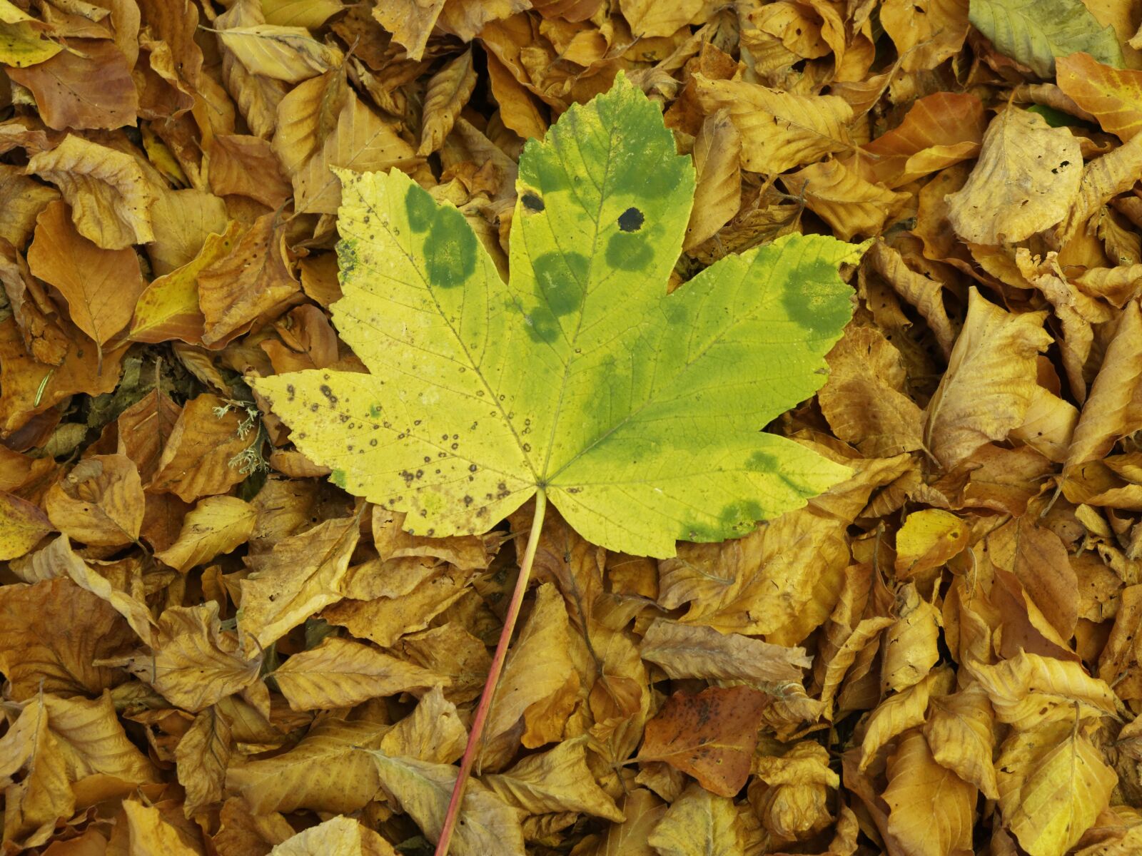 Olympus OM-D E-M1 + Olympus M.Zuiko Digital ED 12-40mm F2.8 Pro sample photo. Leaves, nature, fall photography