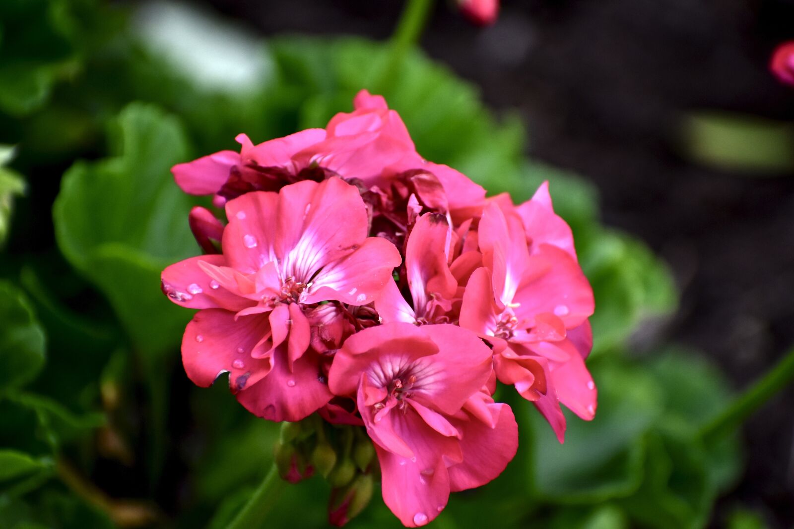 Nikon D3400 sample photo. Geranium, flower, plant photography