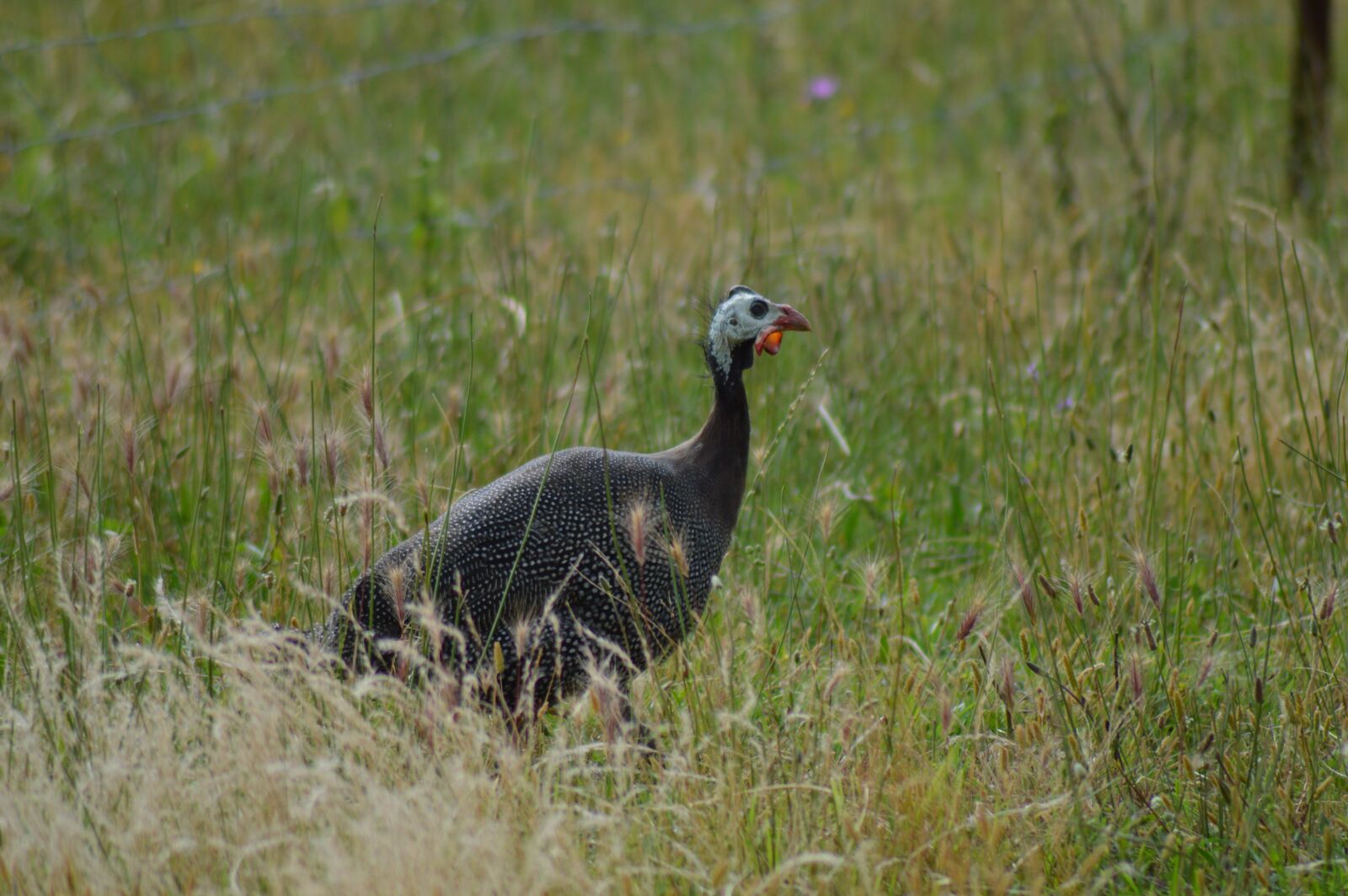 Nikon D3200 sample photo. Guinea fowl, birds, poultry photography