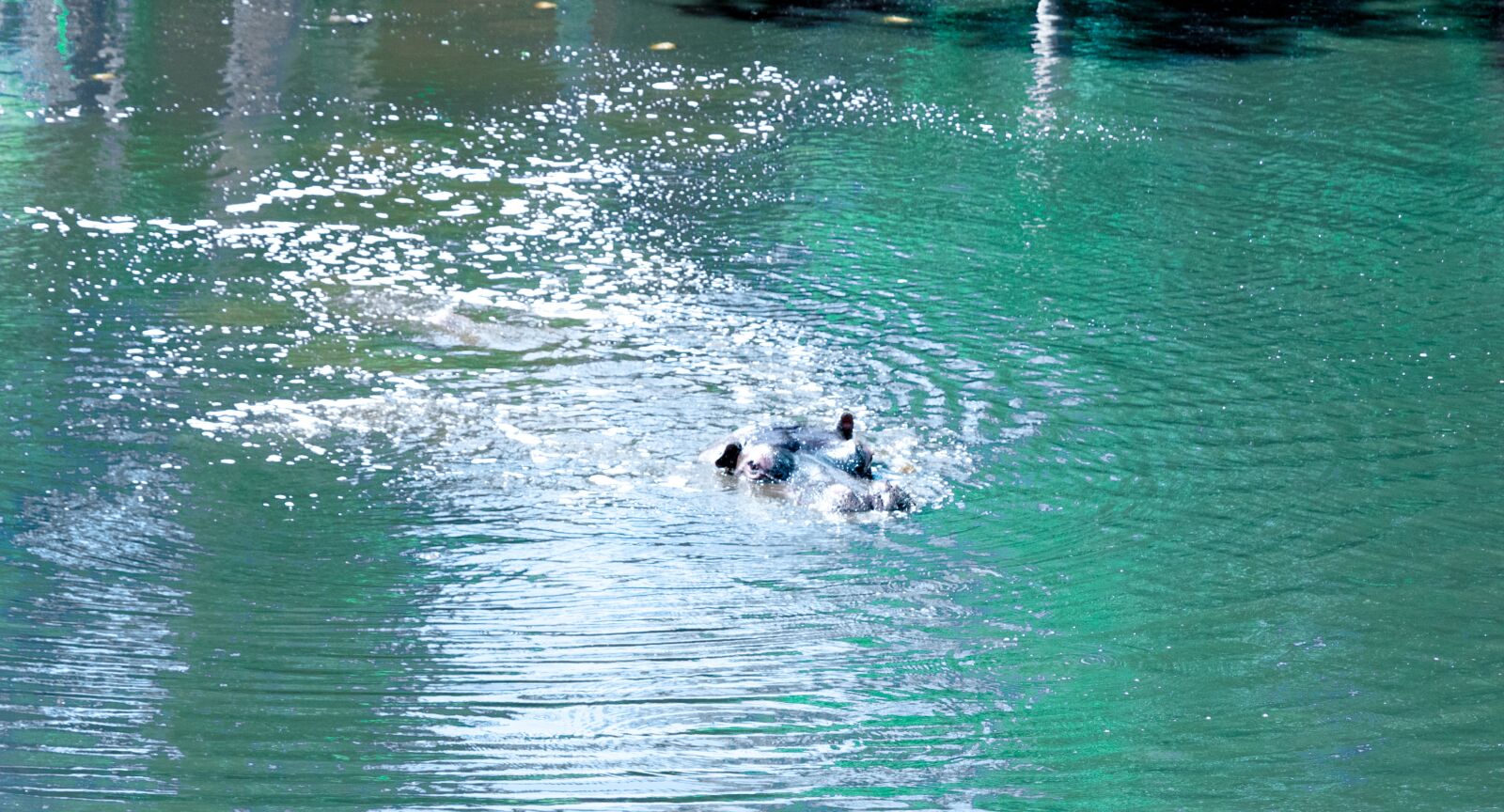 Nikon D5300 sample photo. Hippo, safari, animal photography