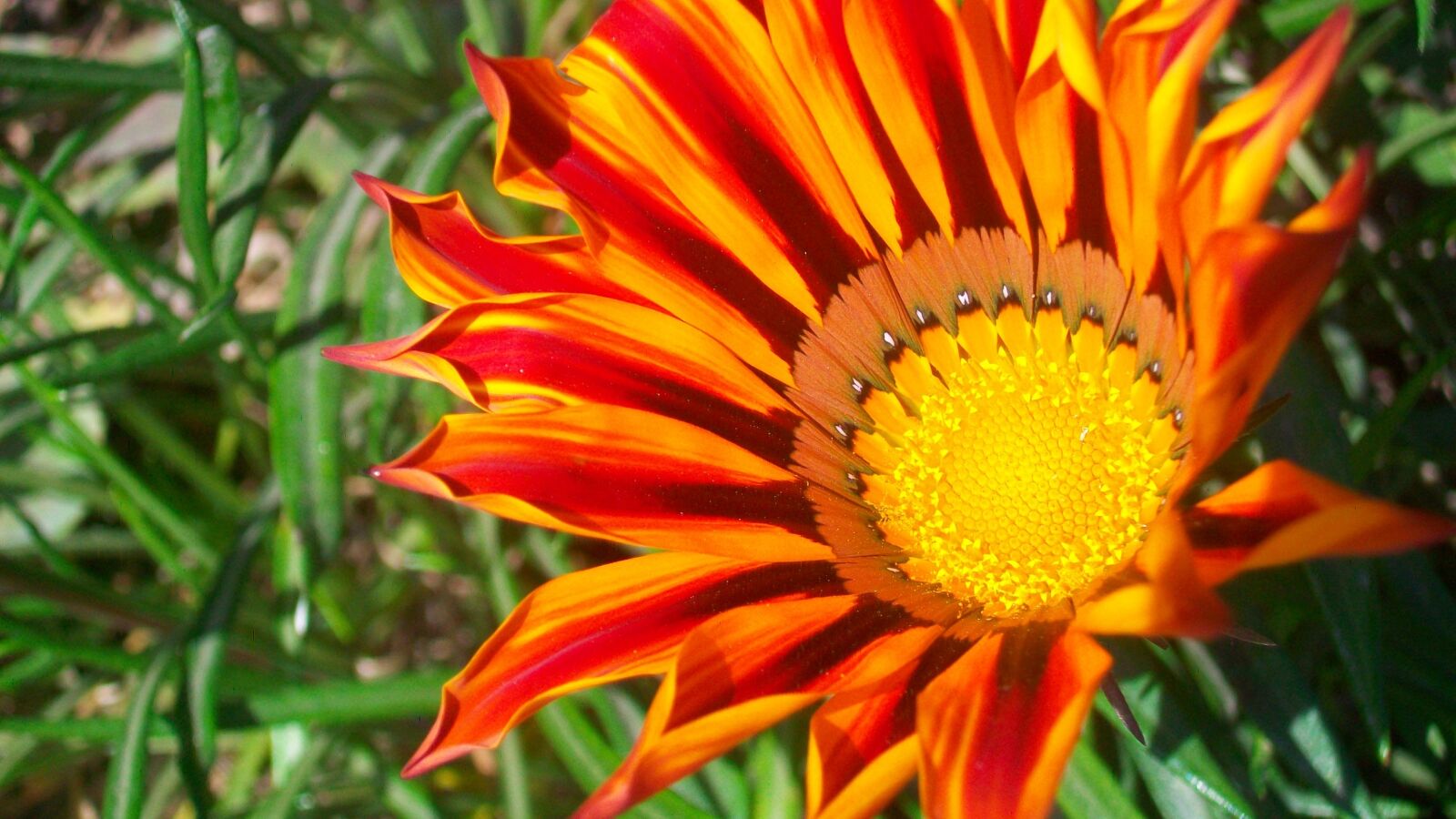 Kodak EASYSHARE M1063 DIGITAL CAMERA sample photo. Flower, flower closeup, sunflower photography