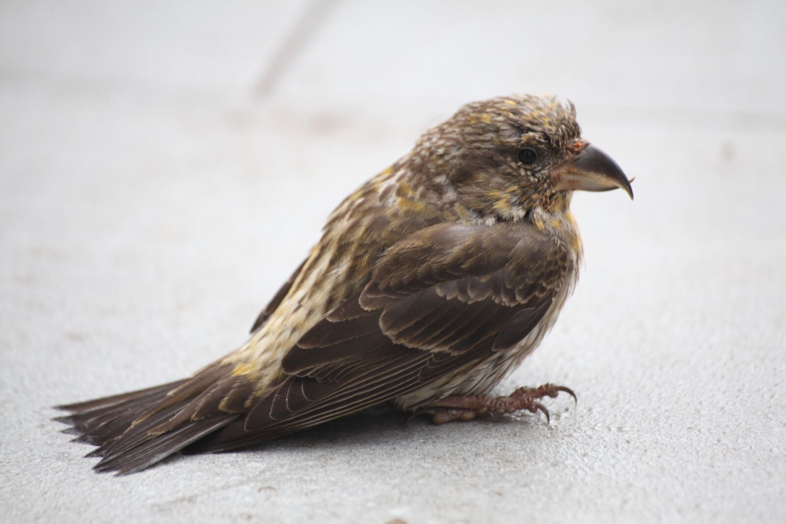 Canon EOS 5D Mark II sample photo. Crossbill, bird, closeup photography