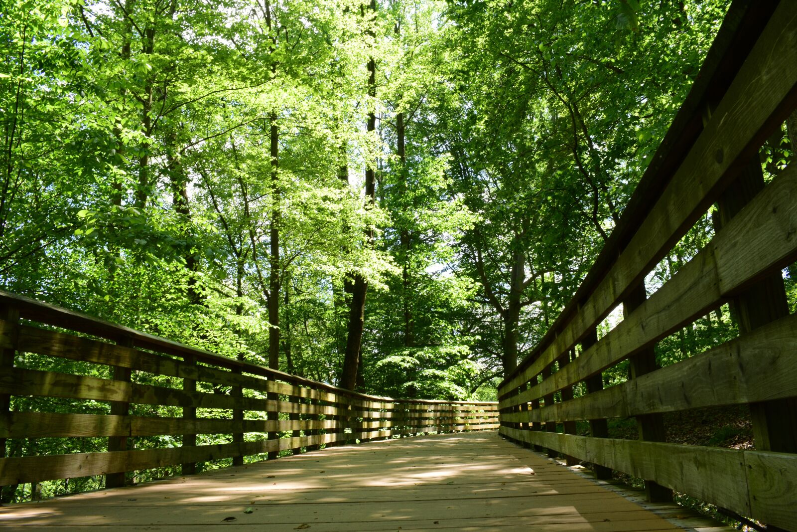 Nikon D3400 sample photo. Nature, forest, bridge photography