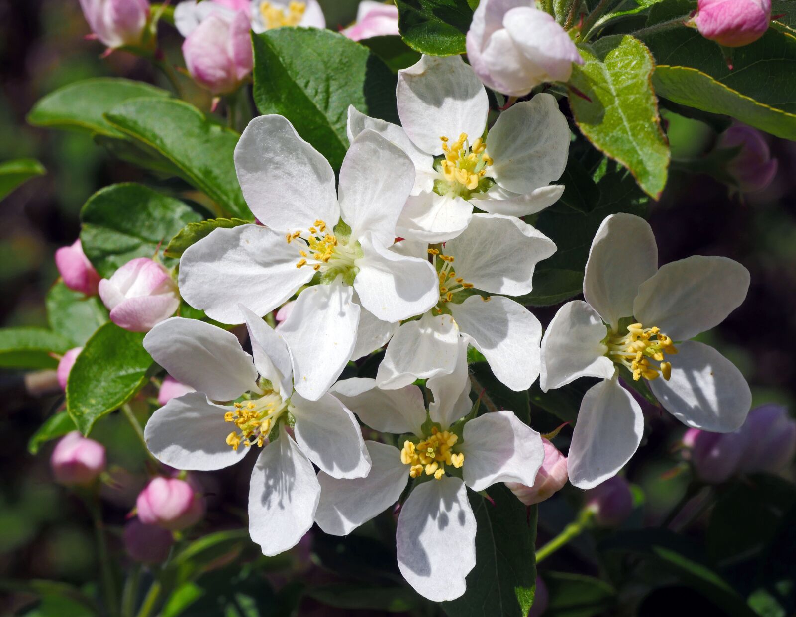 Panasonic Lumix DMC-GX8 sample photo. Blossom, embellishment, apple blossom photography