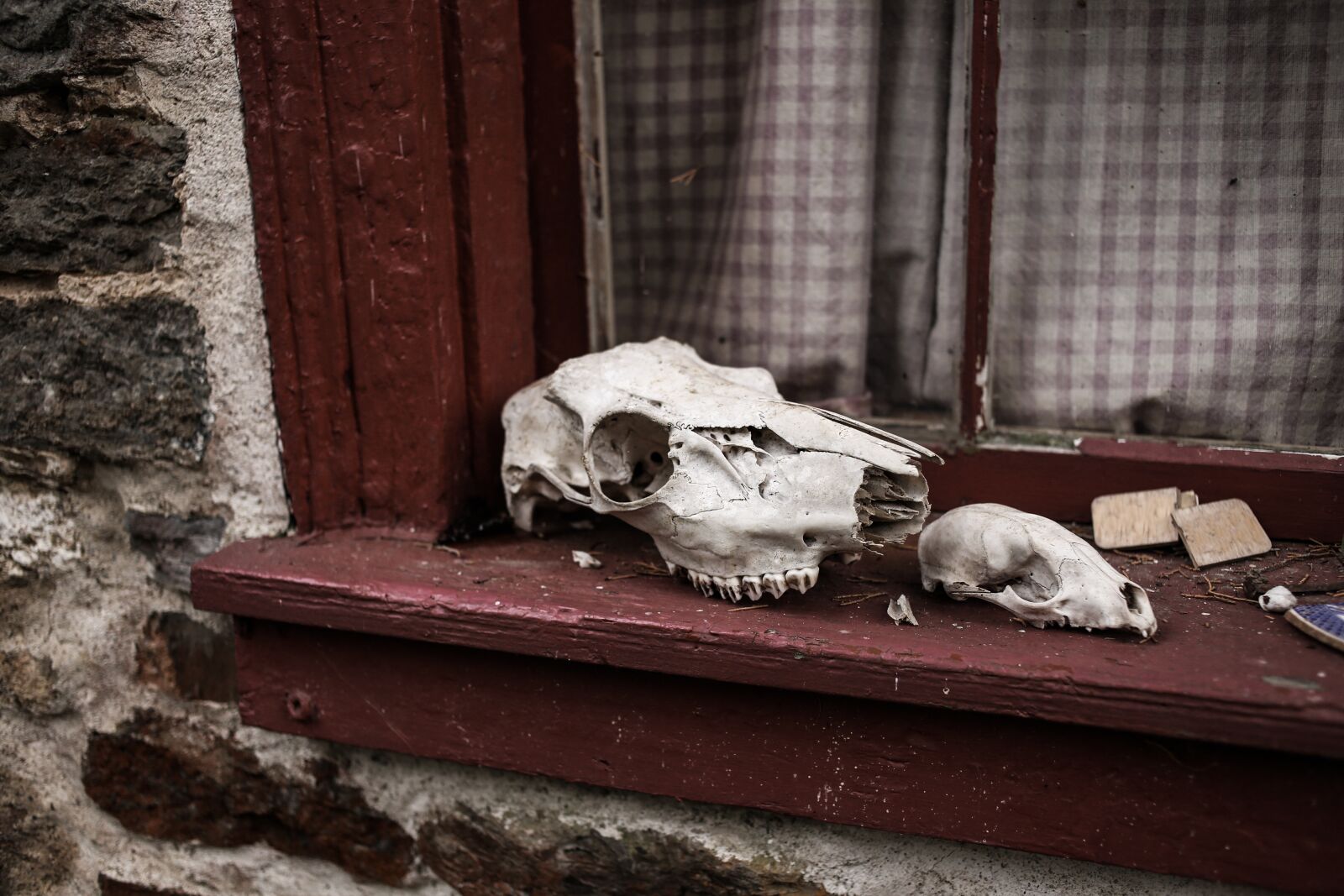 Canon EOS 6D + Canon EF 35mm F2 sample photo. Animal skulls, skeleton, skulls photography
