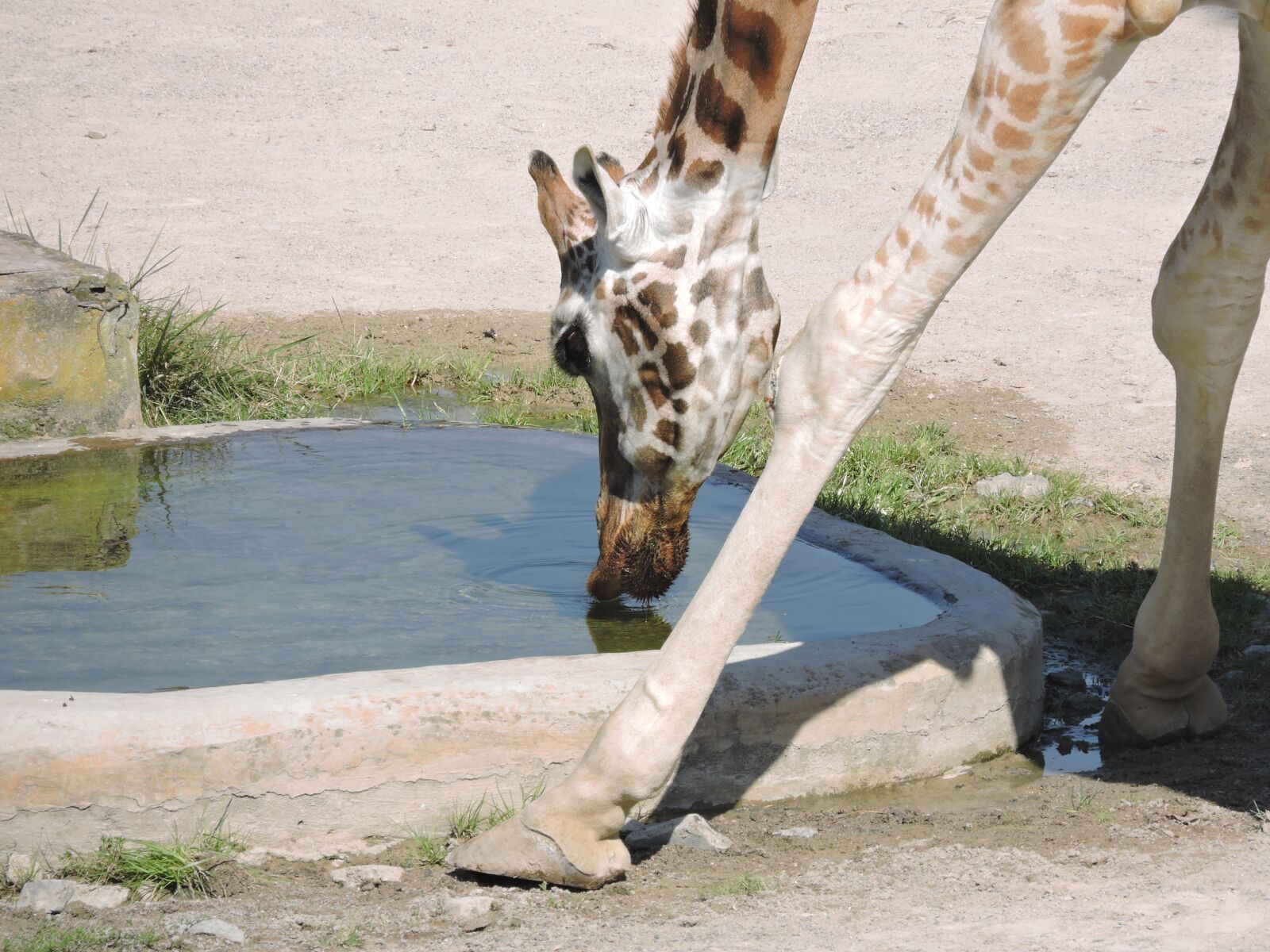 Nikon Coolpix P600 sample photo. Giraffe, water, zoo photography