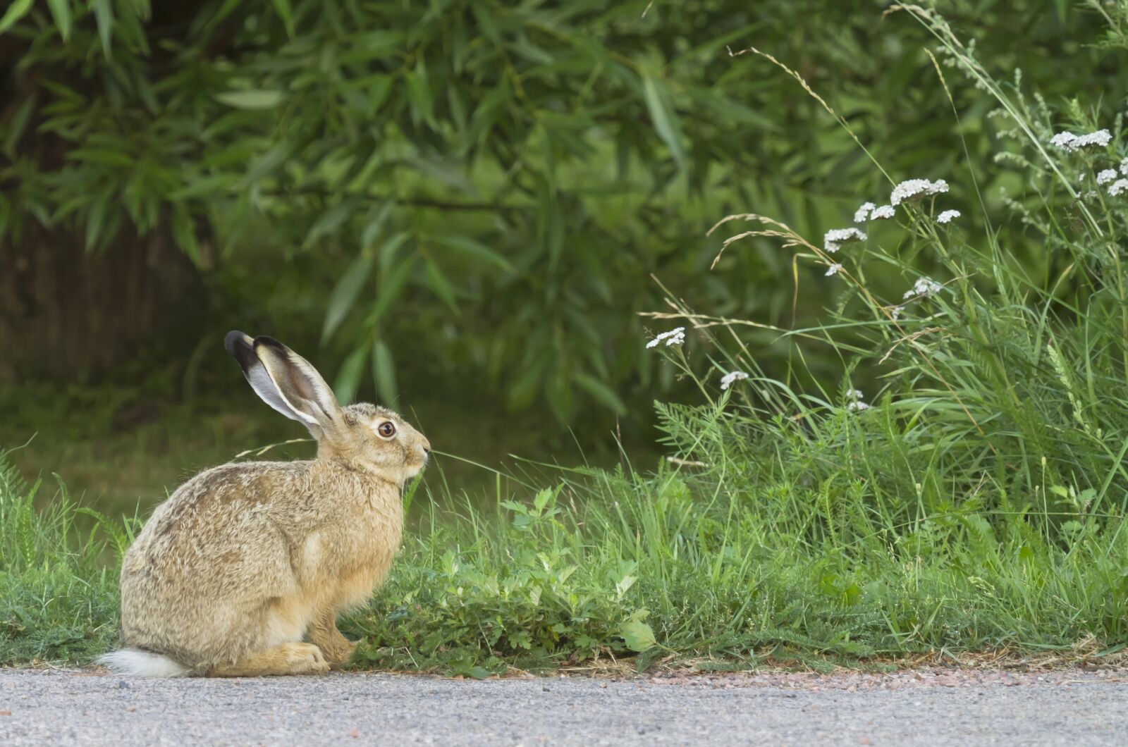 Canon EF 100-400mm F4.5-5.6L IS USM sample photo. Rabbit, brown hare, animal photography