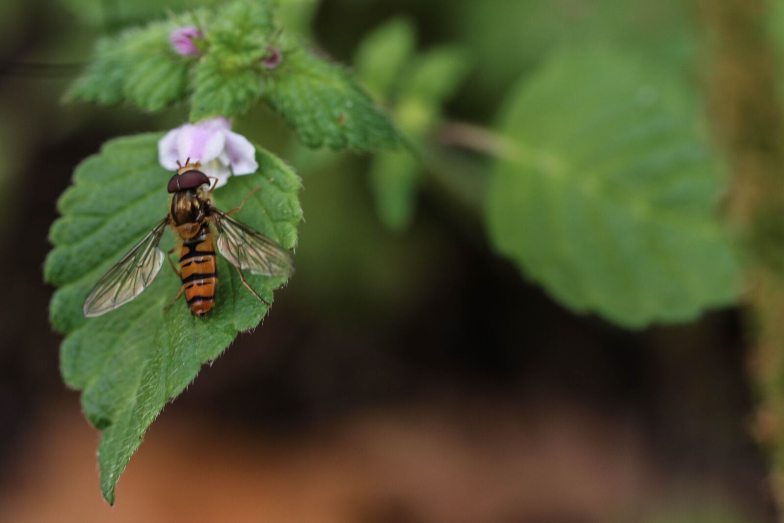 Canon EOS 7D Mark II sample photo. Insect, leaf, plant photography