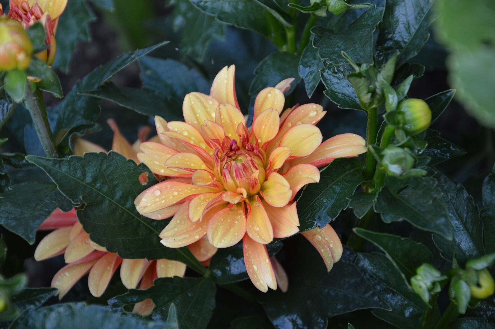 Nikon D3200 sample photo. Flower, dahlia, summer photography