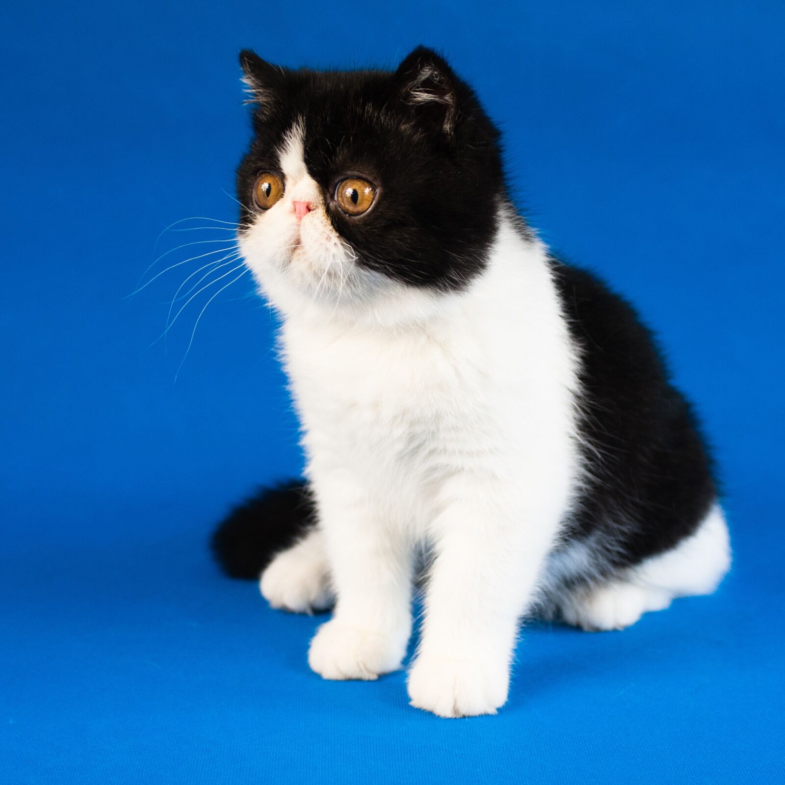 Canon EOS 40D sample photo. Kitten, home, pet photography
