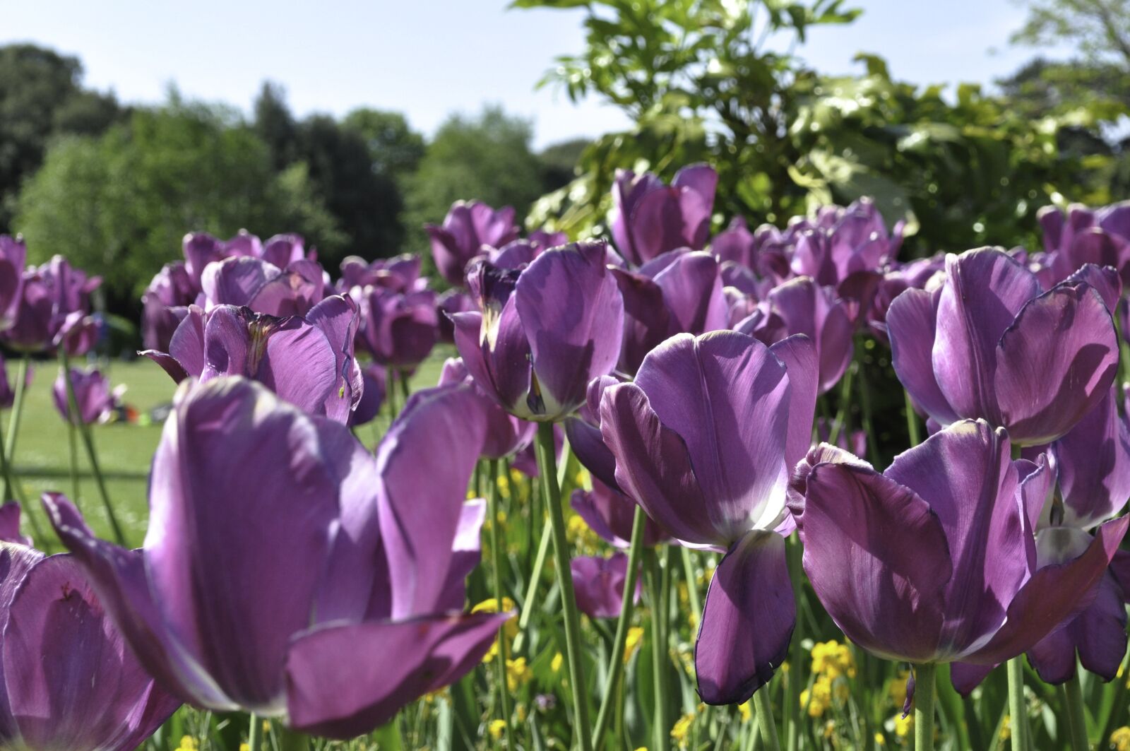 Nikon D90 sample photo. Flowers, meadow, park photography