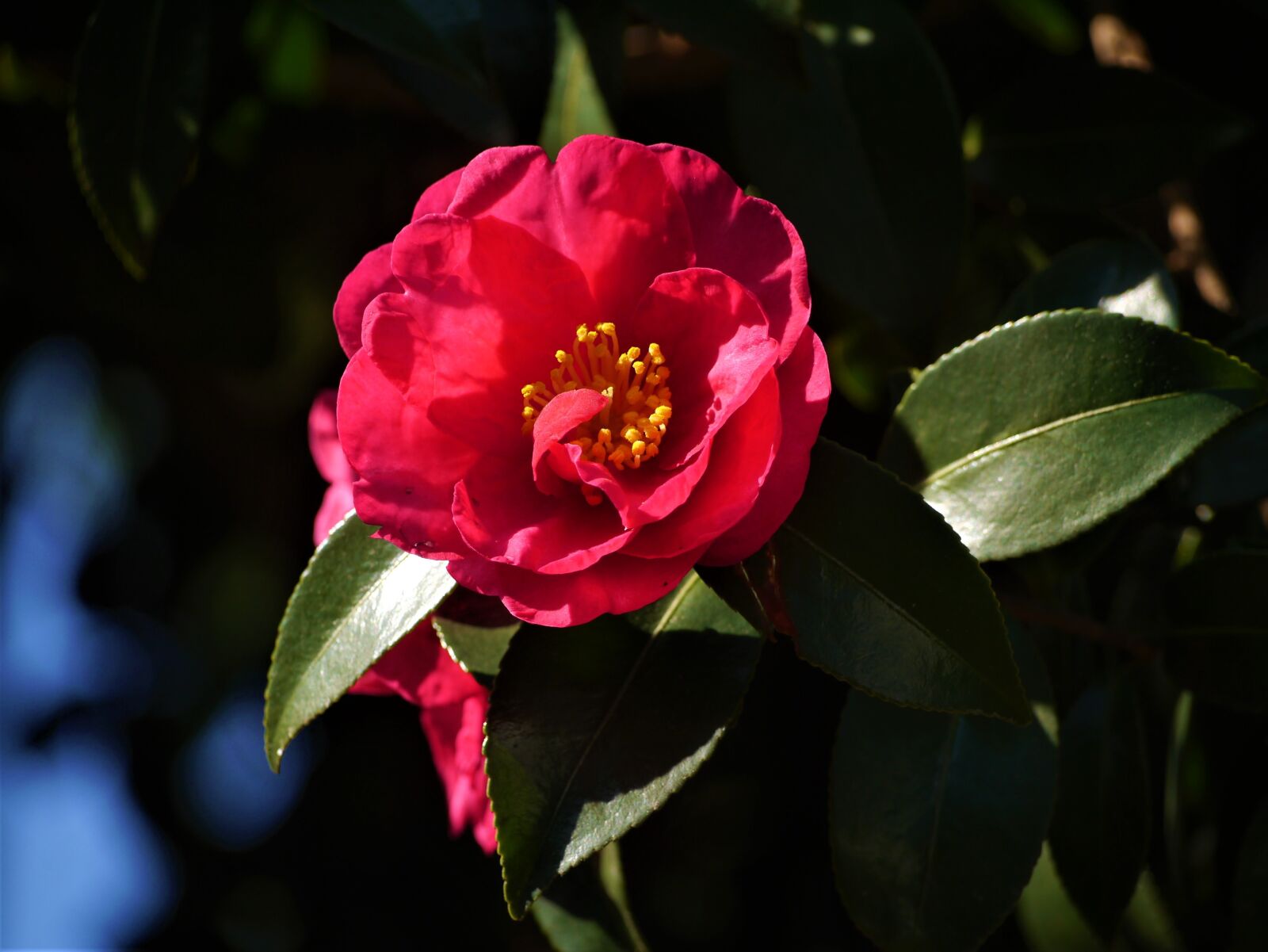 Panasonic Lumix DMC-GX1 sample photo. Camellia, red, yellow photography