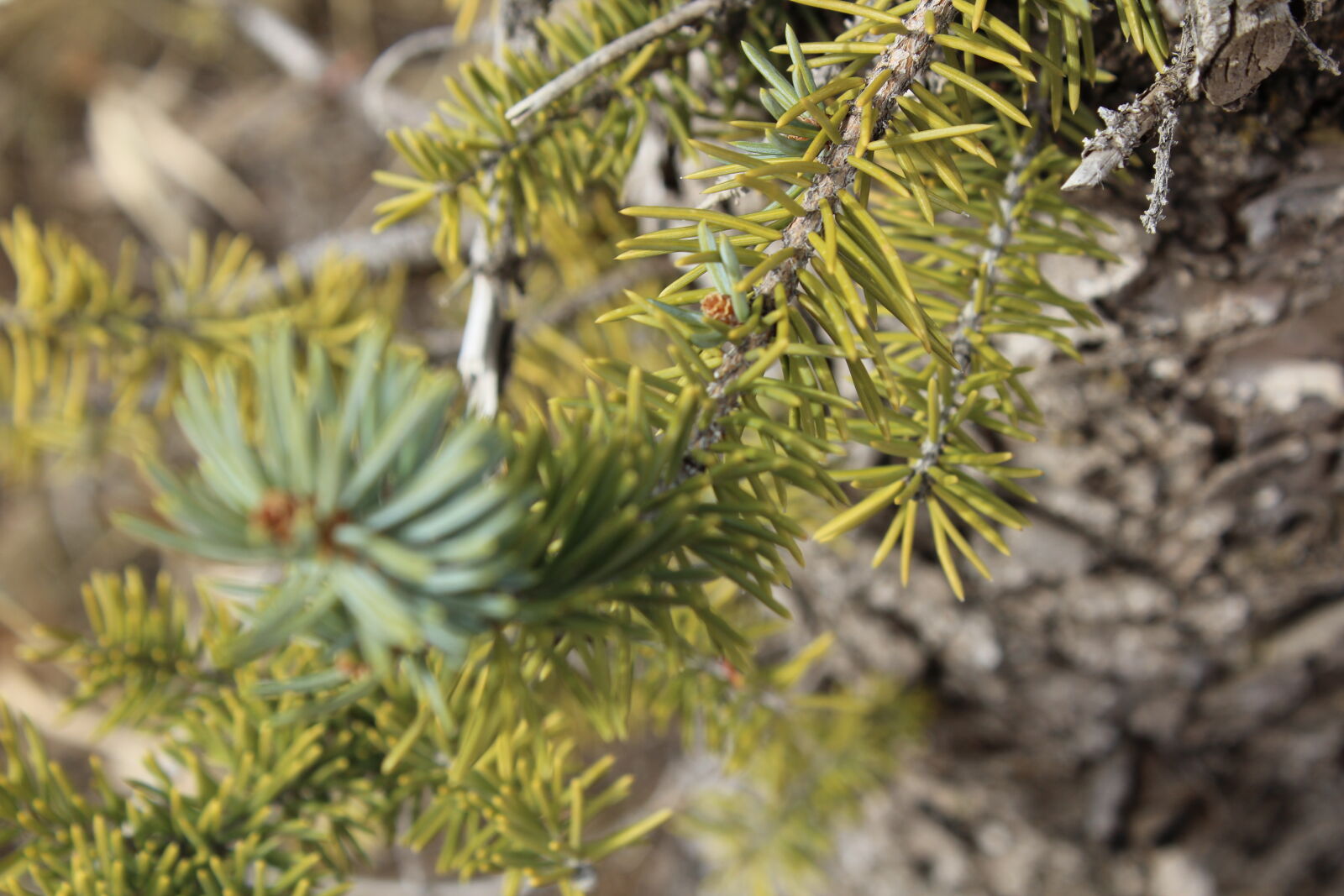 Canon EOS 1200D (EOS Rebel T5 / EOS Kiss X70 / EOS Hi) sample photo. Pine, tree photography