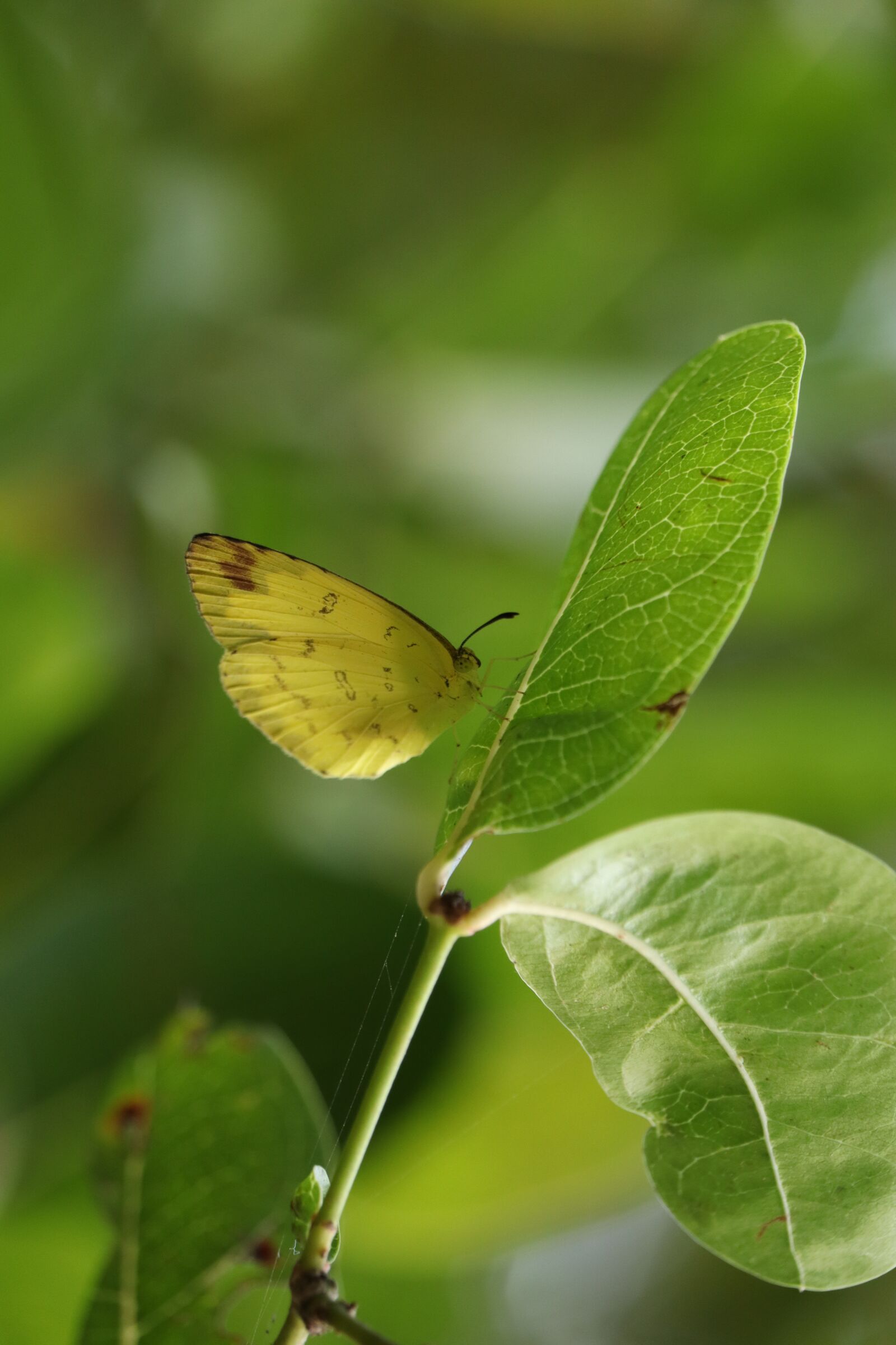 Canon EOS 250D (EOS Rebel SL3 / EOS Kiss X10 / EOS 200D II) sample photo. Butterfly, kerala, nature photography