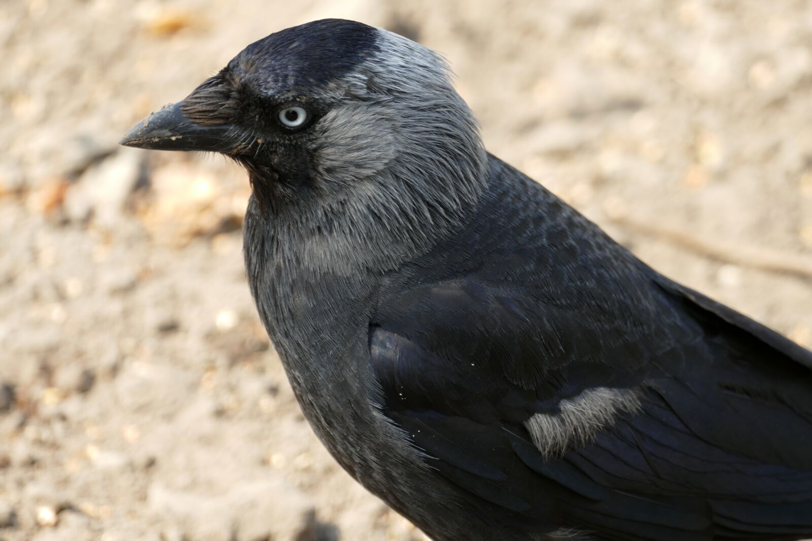 Panasonic Lumix DMC-FZ1000 sample photo. Jackdaw, coloeus monedula, crow photography