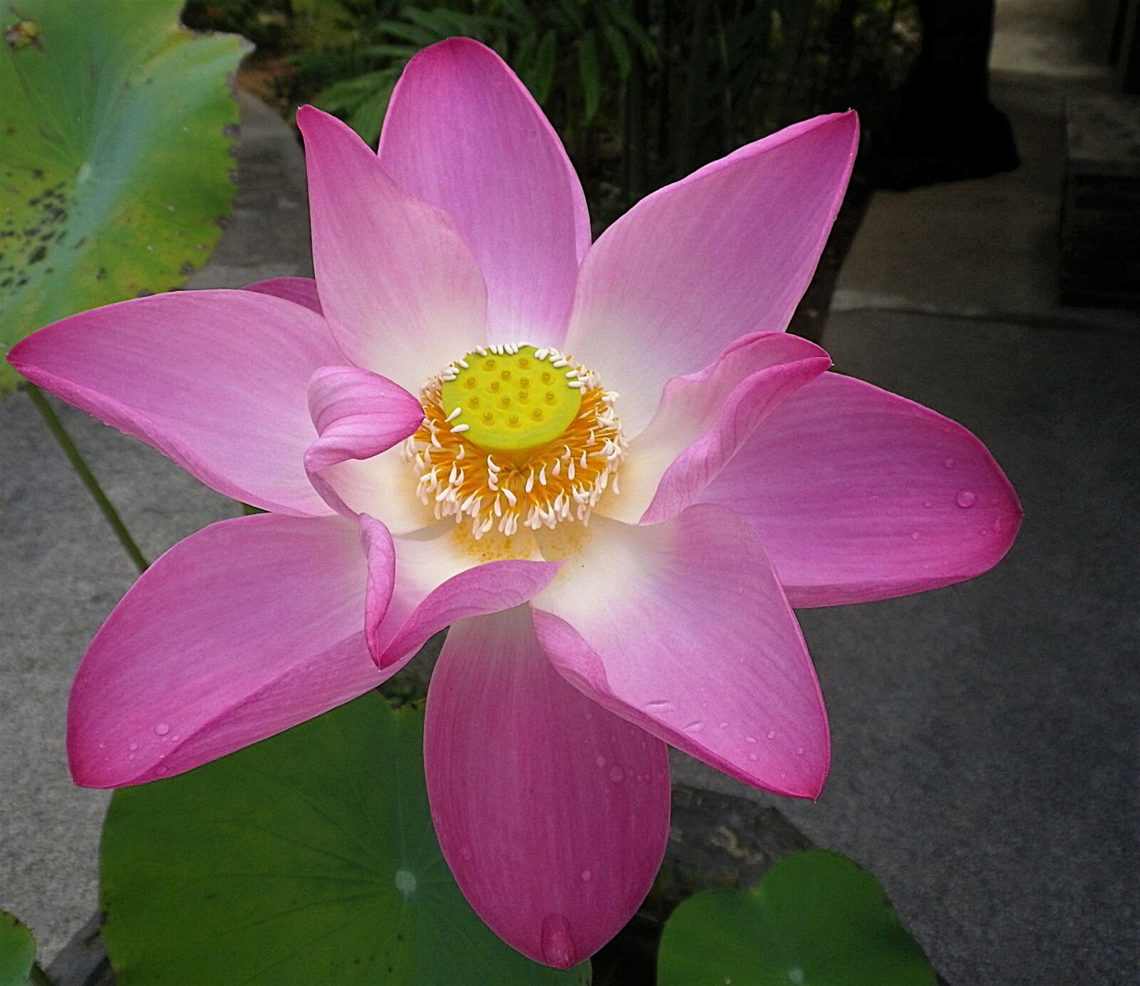 Pentax Optio H90 sample photo. Lotus flower, flower, lotus photography