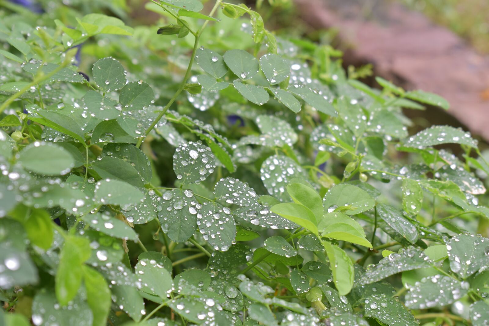 Nikon D5600 sample photo. Plant, rain drops, water photography