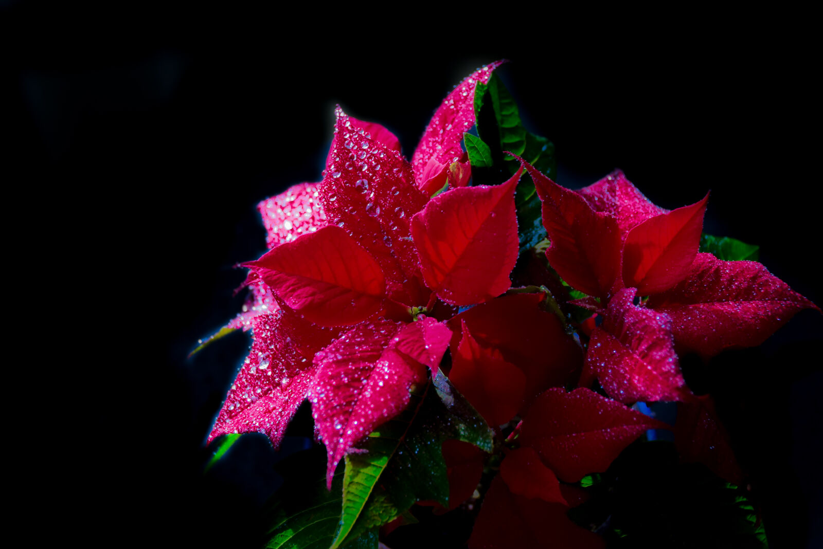 Nikon D3300 sample photo. Christmas, flower, flower, green photography