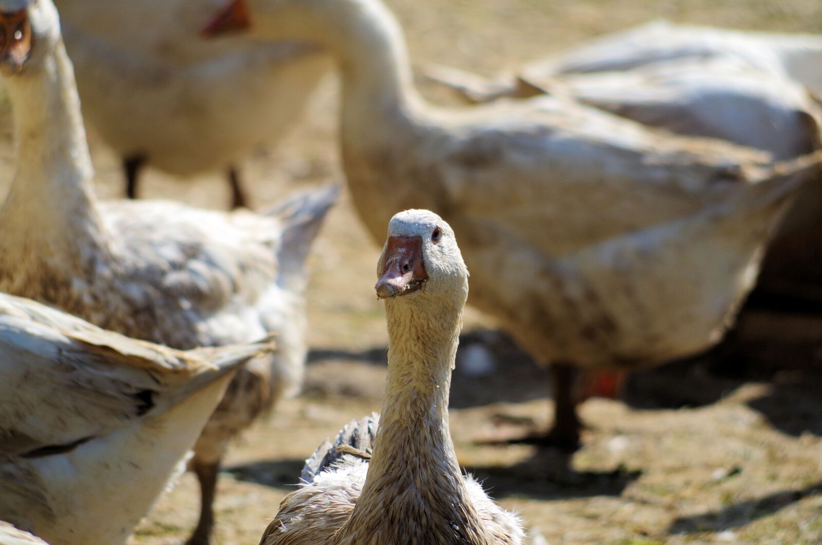 Pentax K-50 sample photo. St martin's goose, geese photography