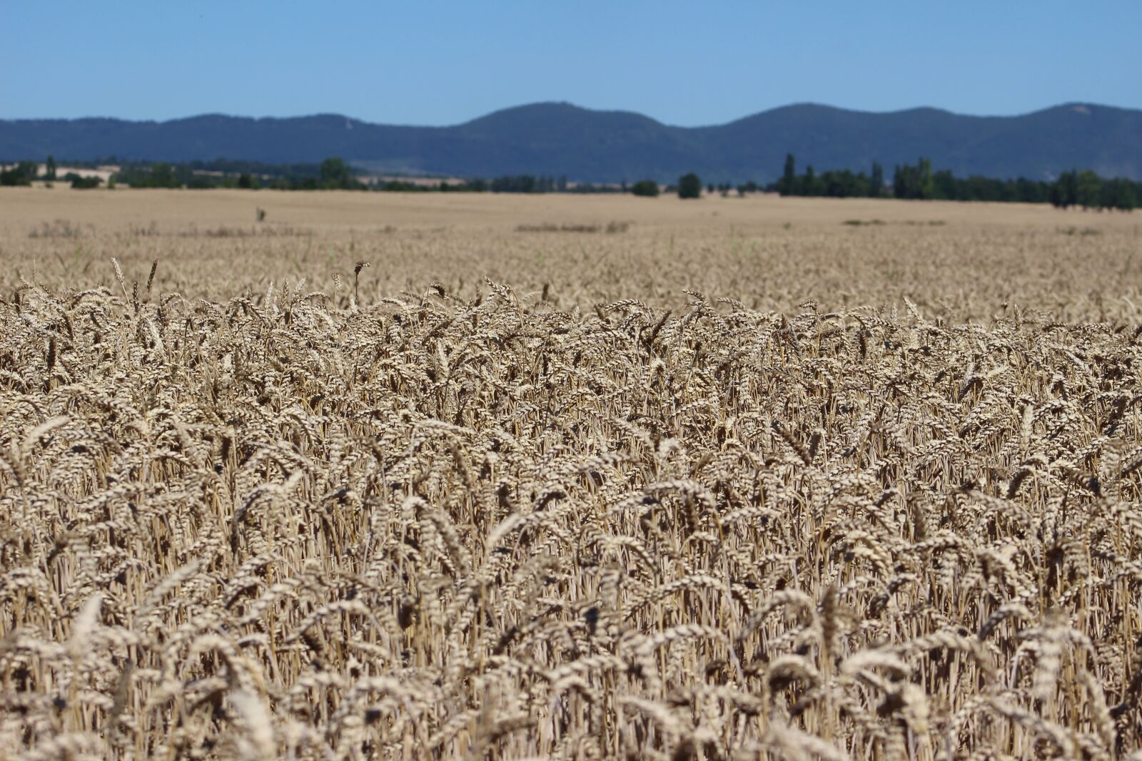 Canon EOS 100D (EOS Rebel SL1 / EOS Kiss X7) sample photo. Field, rye, country photography