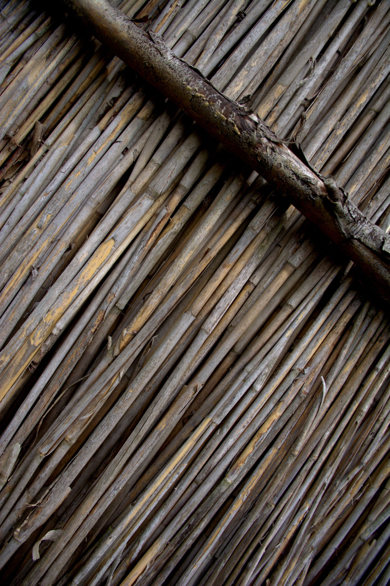 Nikon D5200 sample photo. Reed, nature, structure photography