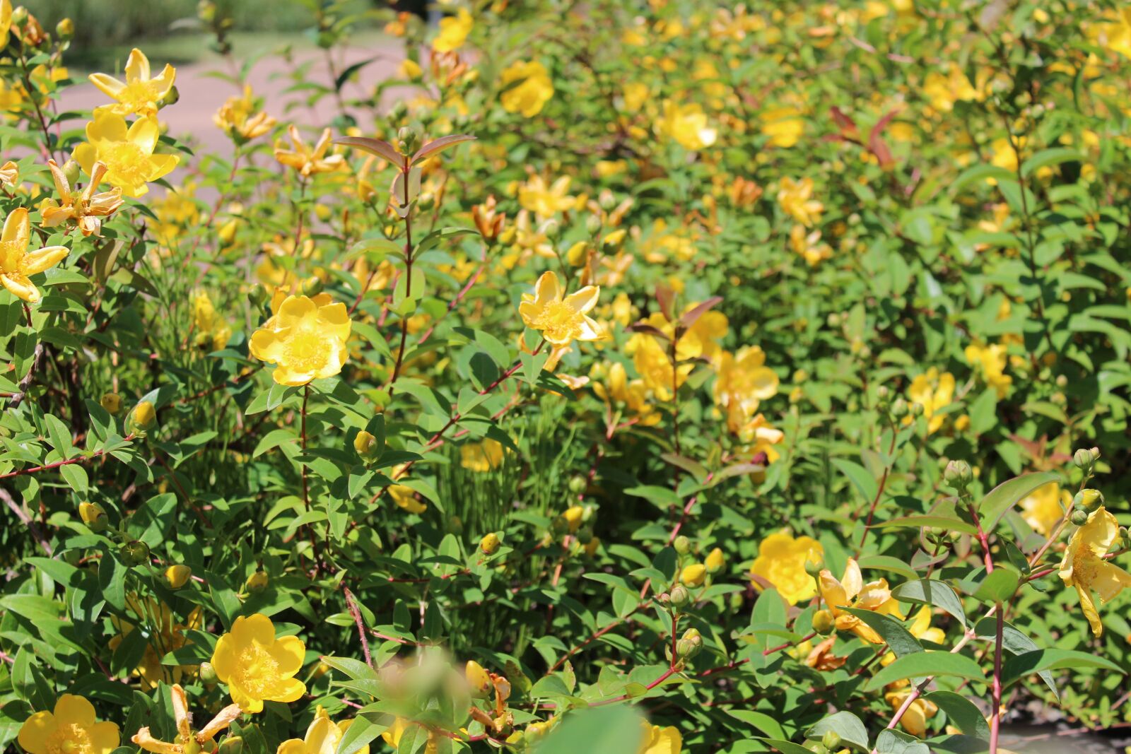 Canon EOS 4000D (EOS Rebel T100 / EOS 3000D) sample photo. Flowers, yellow, flower photography