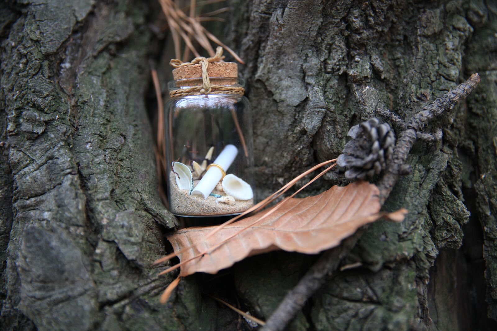 Canon EOS 5D Mark II sample photo. The leaves, wood, leaves photography