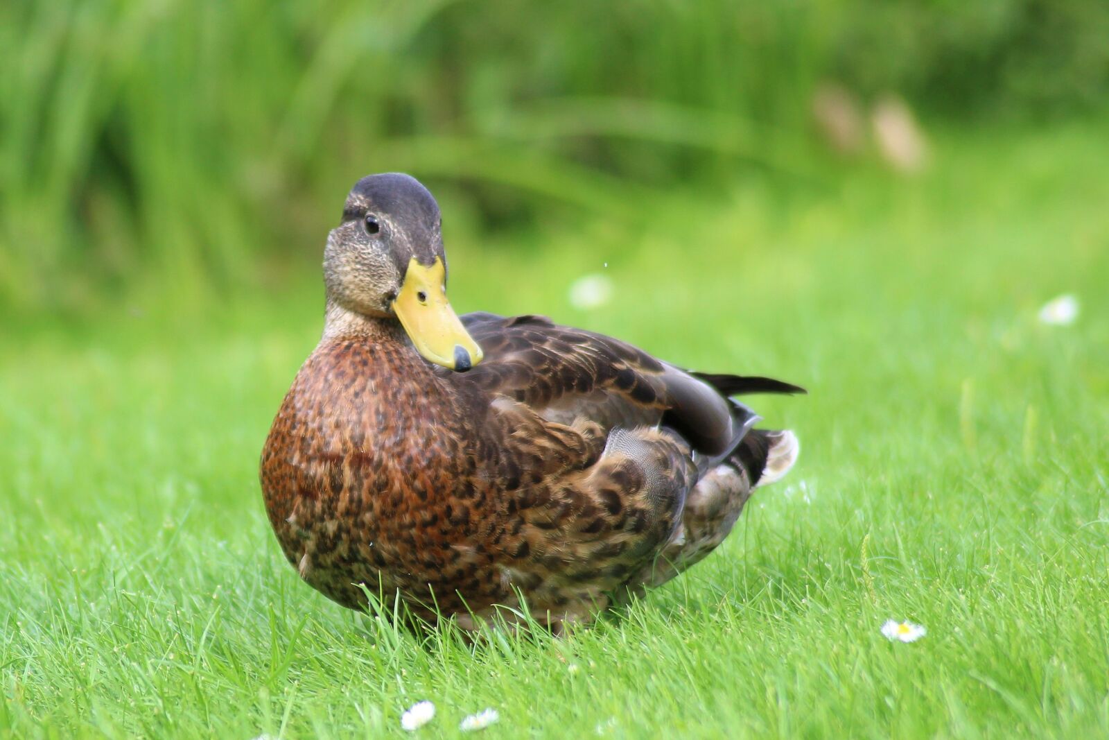 Canon EOS 600D (Rebel EOS T3i / EOS Kiss X5) sample photo. Duck, mallard, nature photography