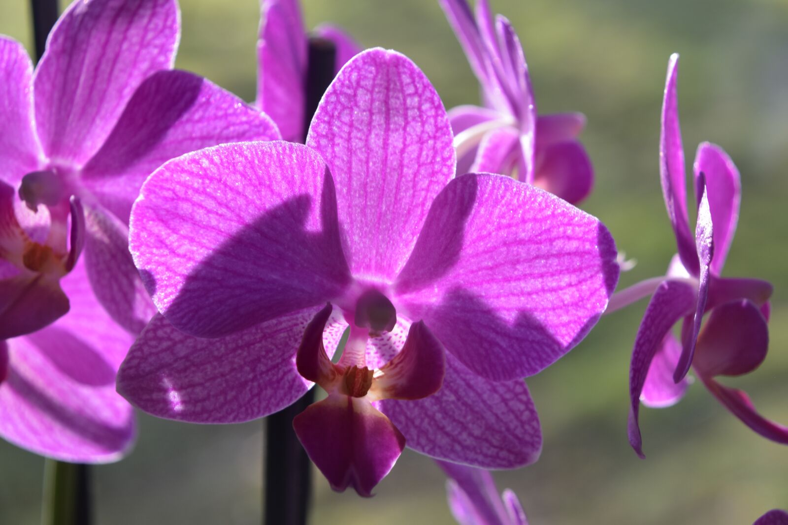 Nikon D5600 sample photo. Flower, plant, tropical photography