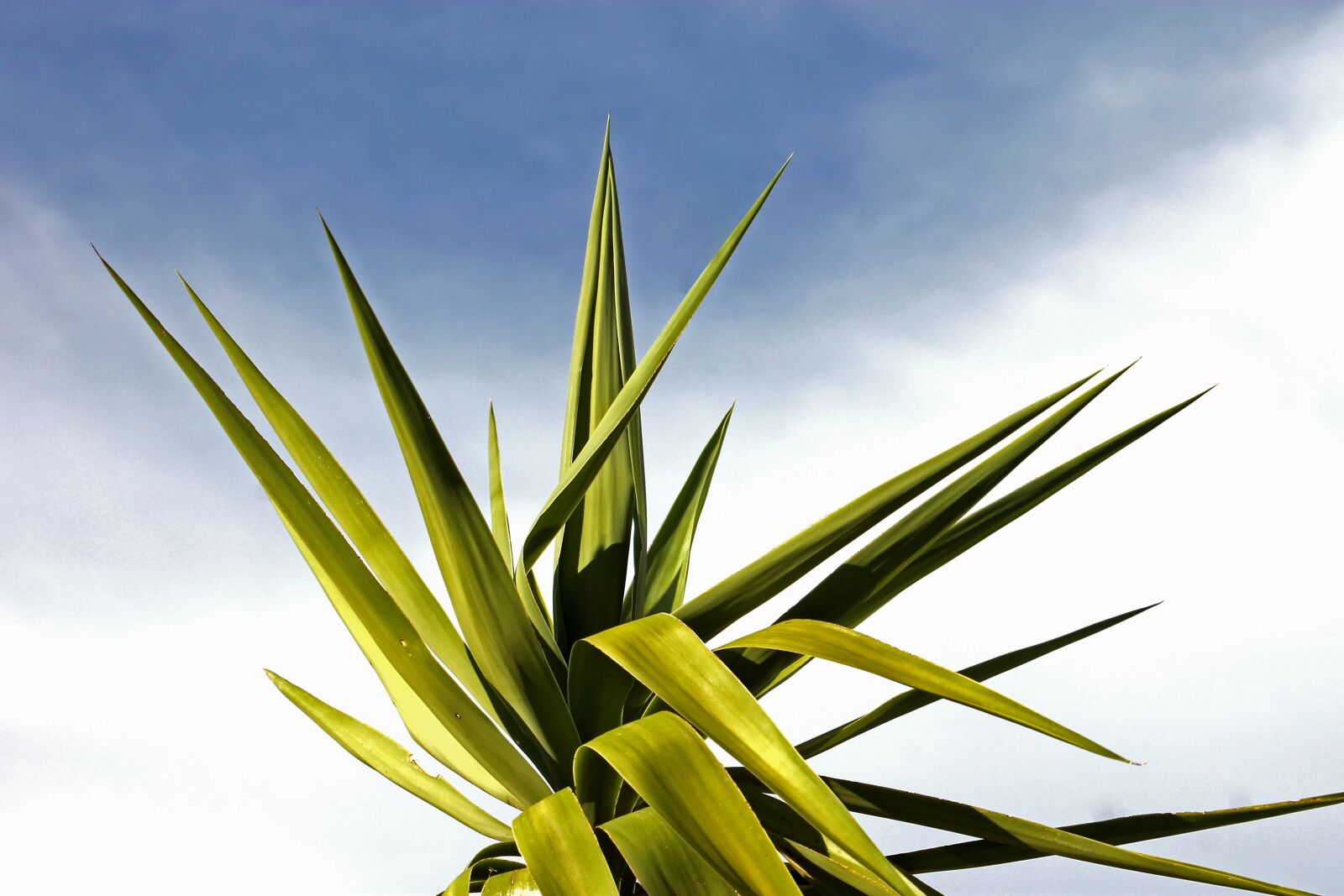 Canon EF 55-200mm F4.5-5.6 II USM sample photo. Palm, jukka, sky photography