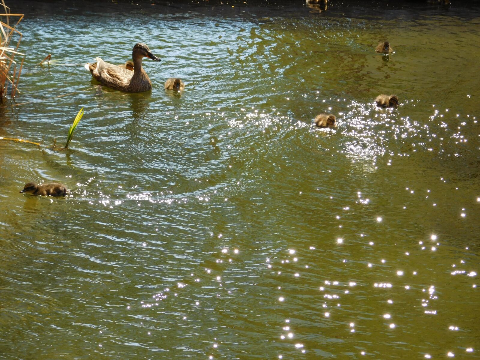 Nikon Coolpix L840 sample photo. Light reflections, water, mirroring photography