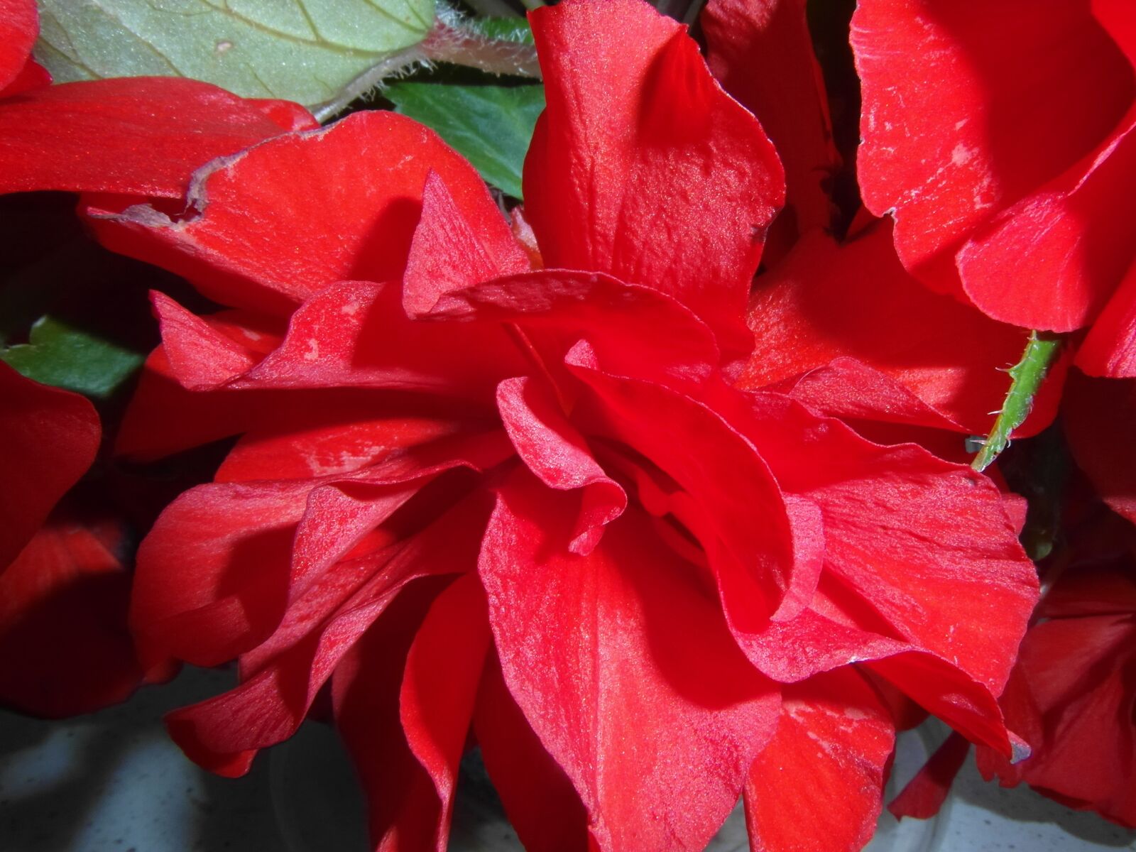 Samsung WB750 sample photo. Begonia, flower, red photography
