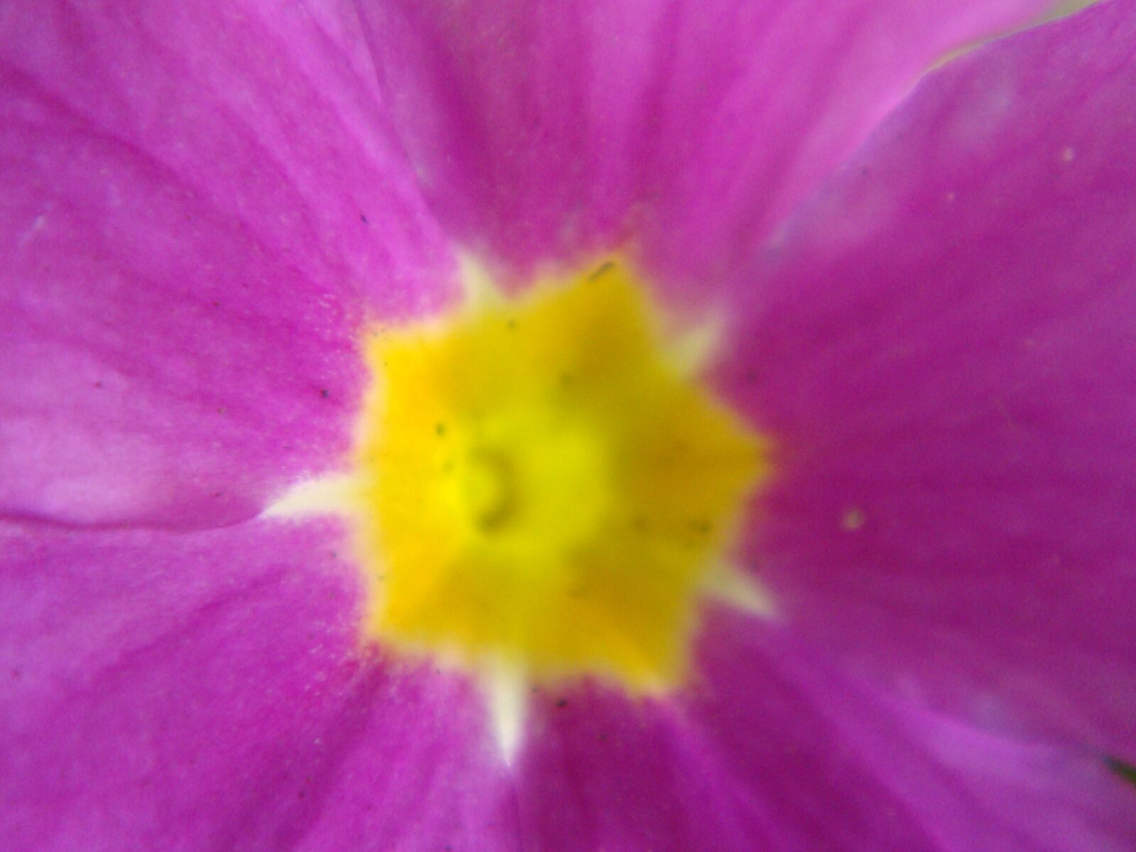 Sony DSC-T70 sample photo. Tulip, flower, pink photography