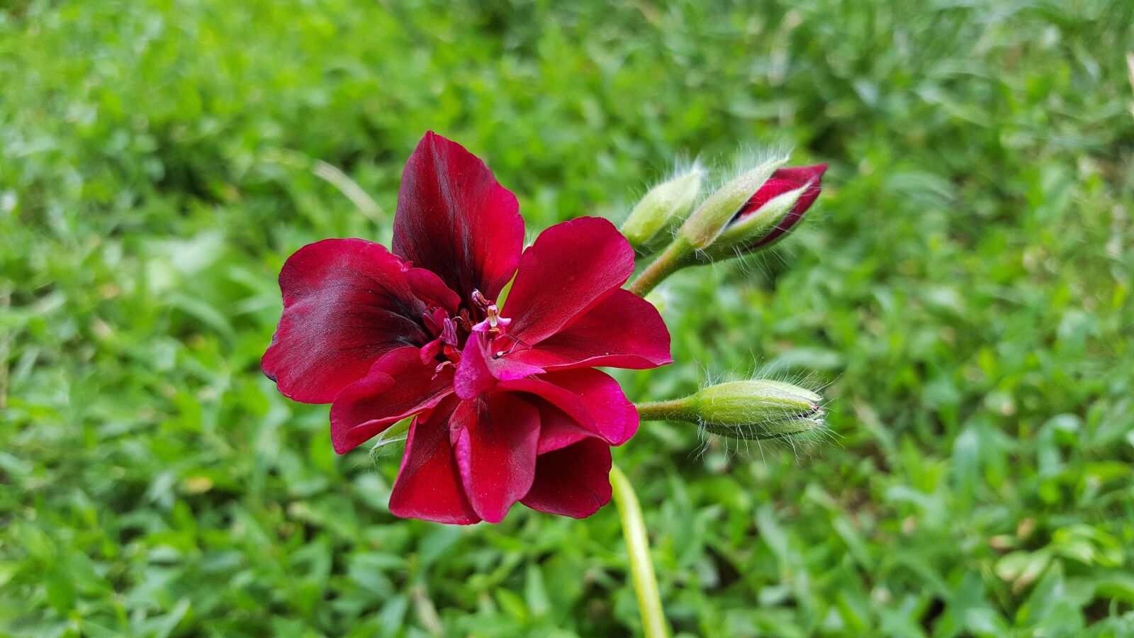 Samsung Galaxy S6 sample photo. Geranium flower, geranium, red photography