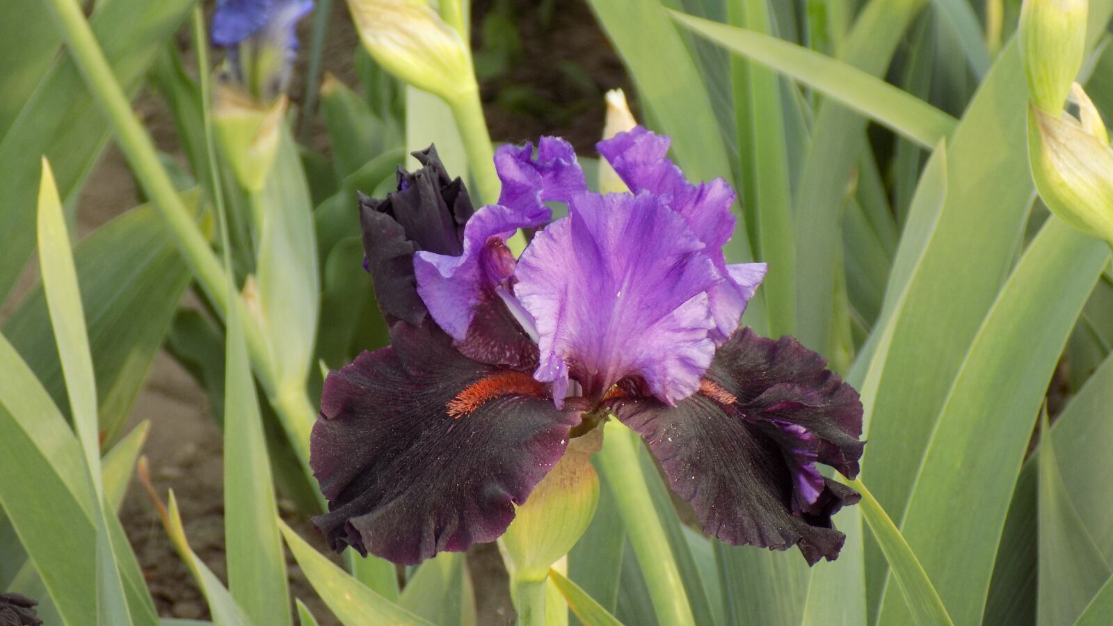 Nikon COOLPIX L330 sample photo. Iris, flower, summer photography