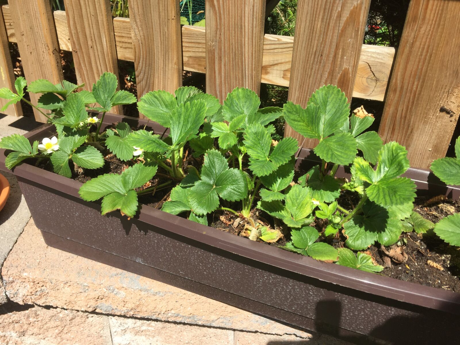 iPhone 6 back camera 4.15mm f/2.2 sample photo. Strawberries, plant, garden photography