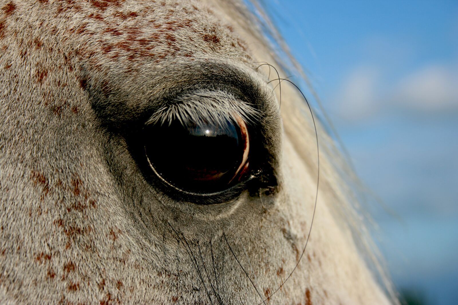 Canon EOS 400D (EOS Digital Rebel XTi / EOS Kiss Digital X) sample photo. Eye, horse, mold photography