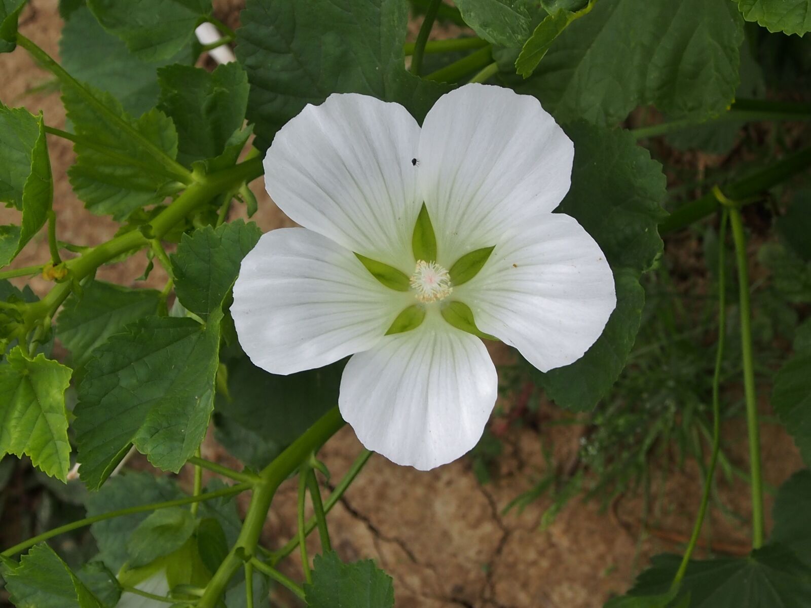 Olympus OM-D E-M5 sample photo. Nature, flower, plant photography