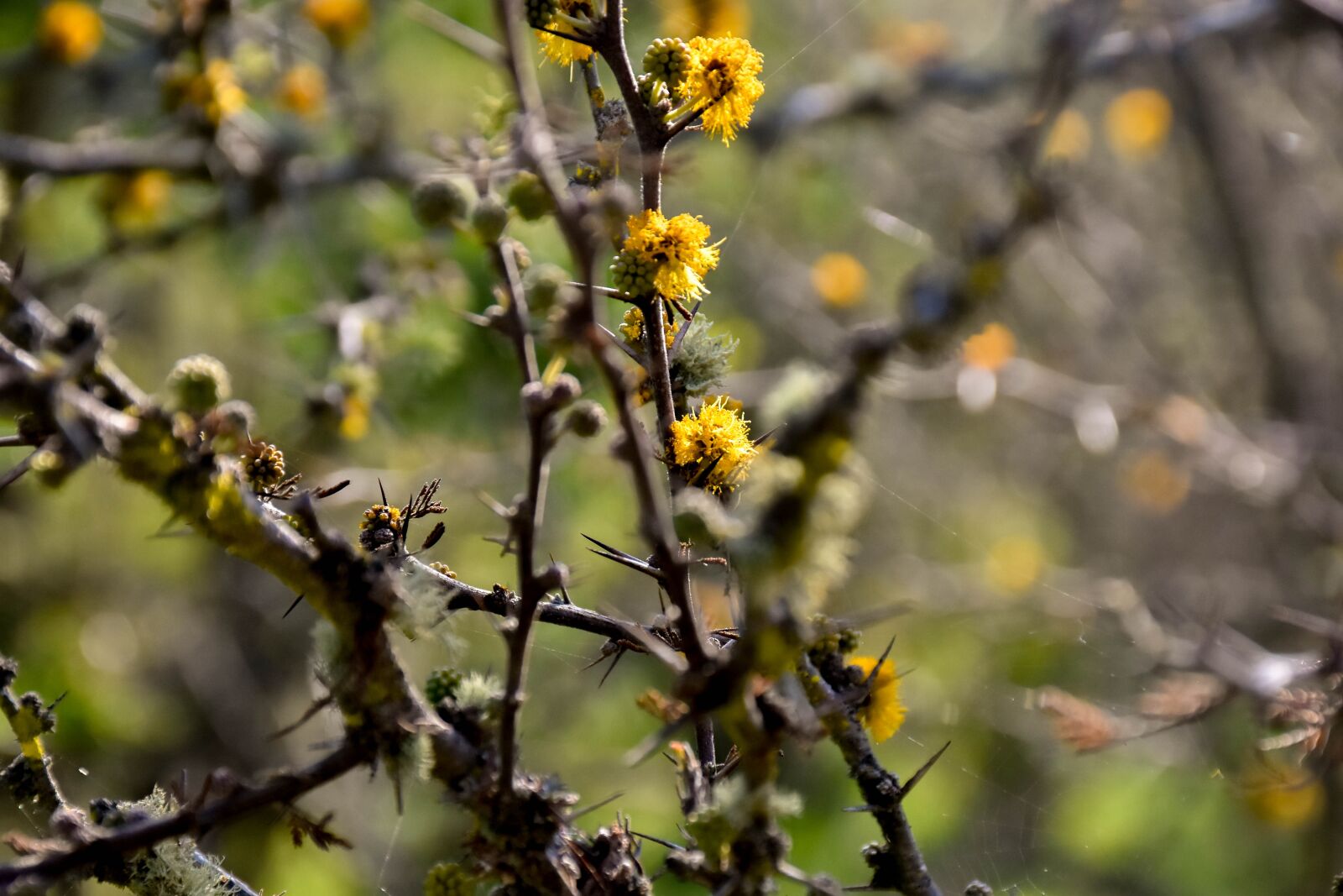Nikon D7200 sample photo. Flowers, plants, nature photography