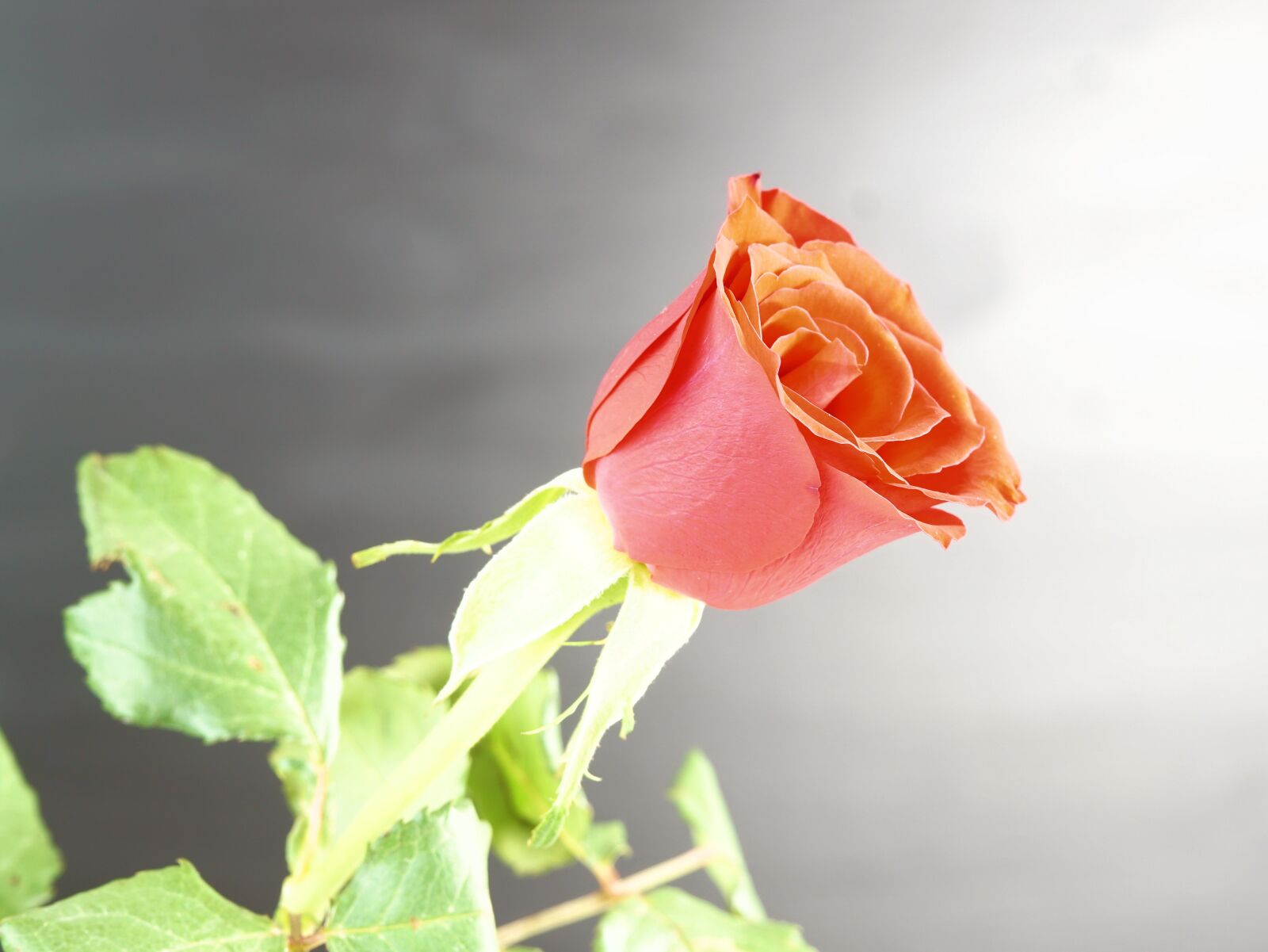 Sony a6000 + E 60mm F2.8 sample photo. Rose, red, flower photography