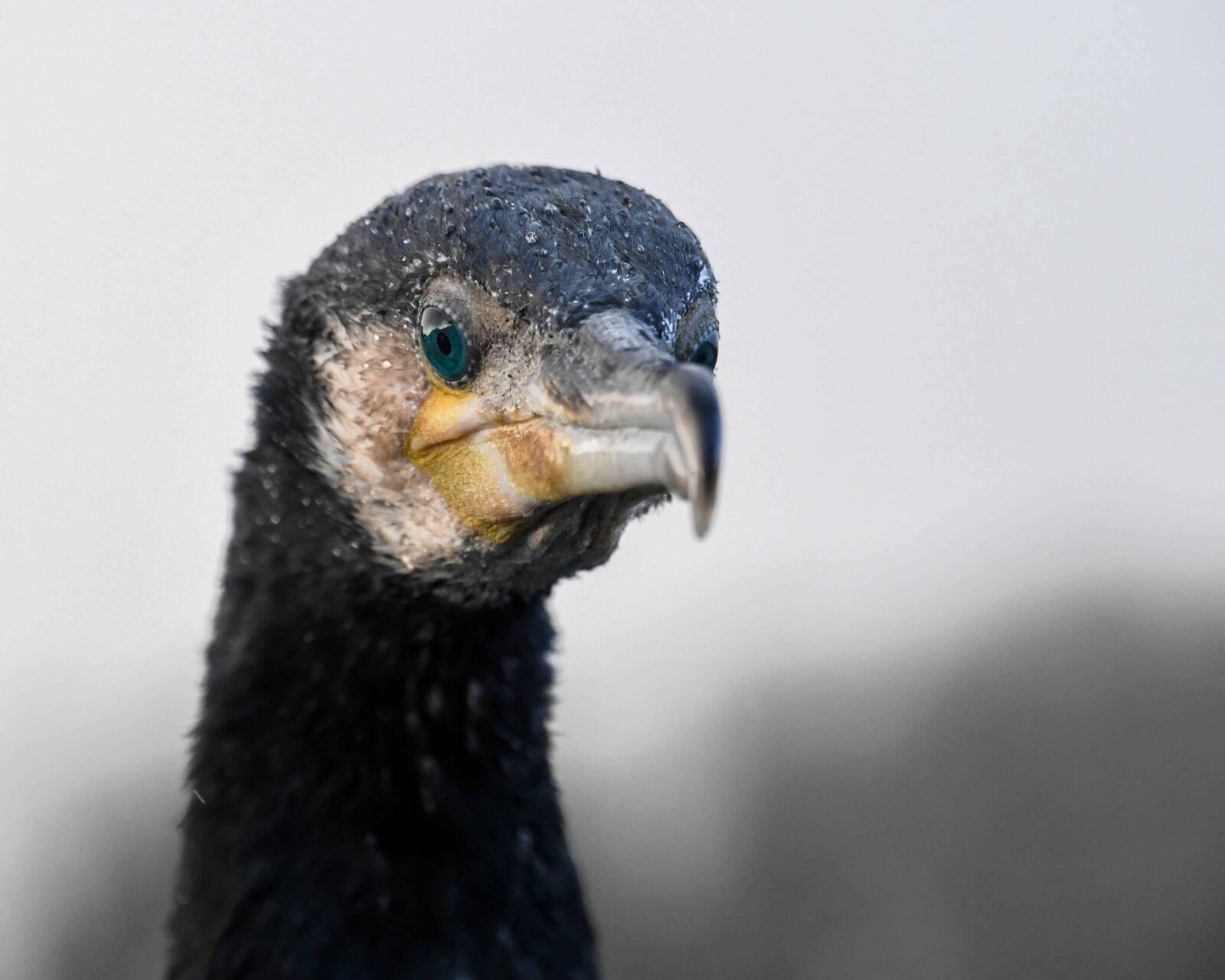 Nikon D500 sample photo. Nature, head, wildlife, portrait photography