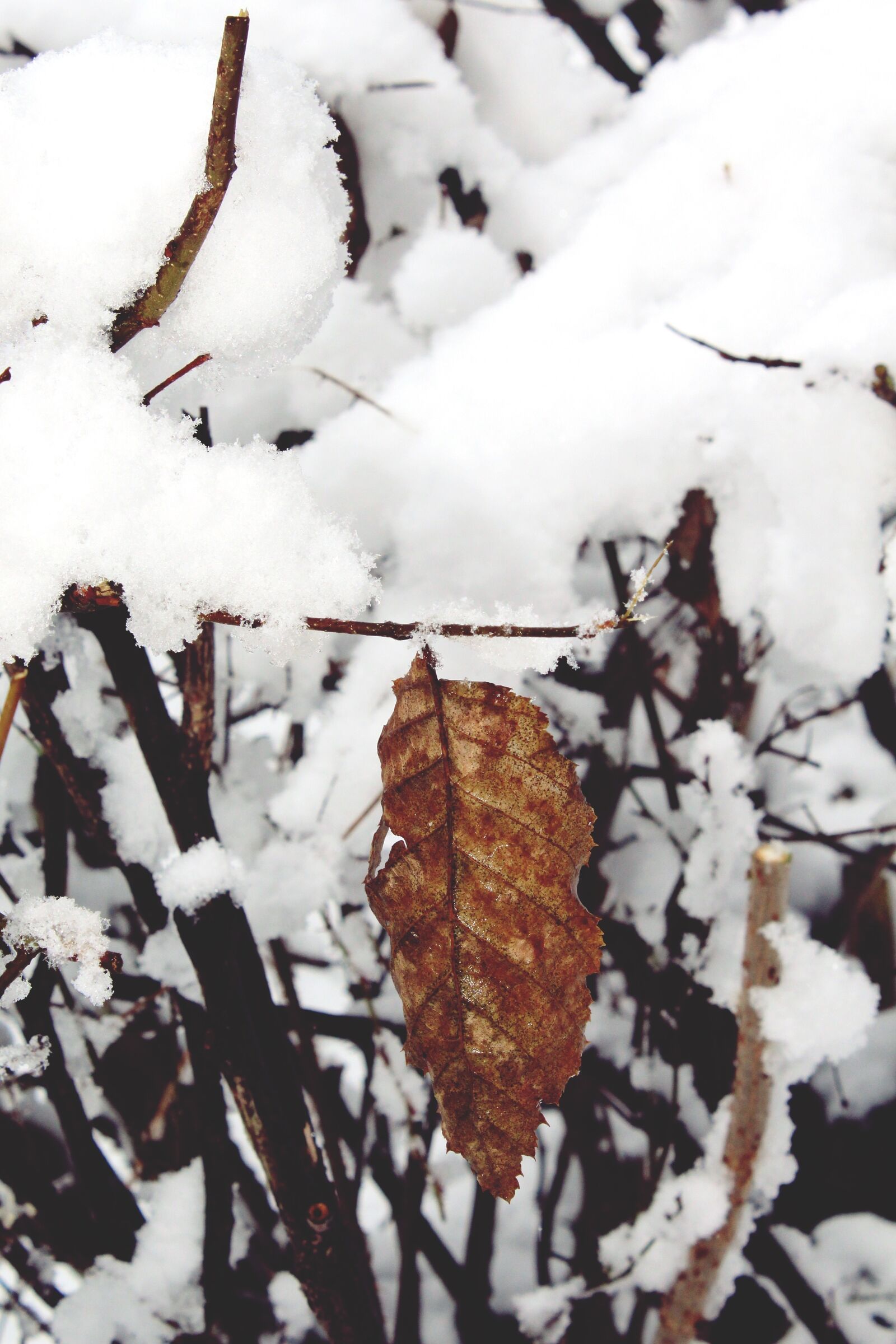 Canon EOS 1200D (EOS Rebel T5 / EOS Kiss X70 / EOS Hi) sample photo. Snow, snowy, covered photography