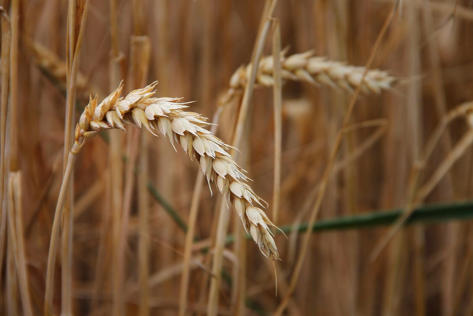 Canon EOS 1100D (EOS Rebel T3 / EOS Kiss X50) + Canon EF-S 18-135mm F3.5-5.6 IS sample photo. Wheat, ear, cereals photography