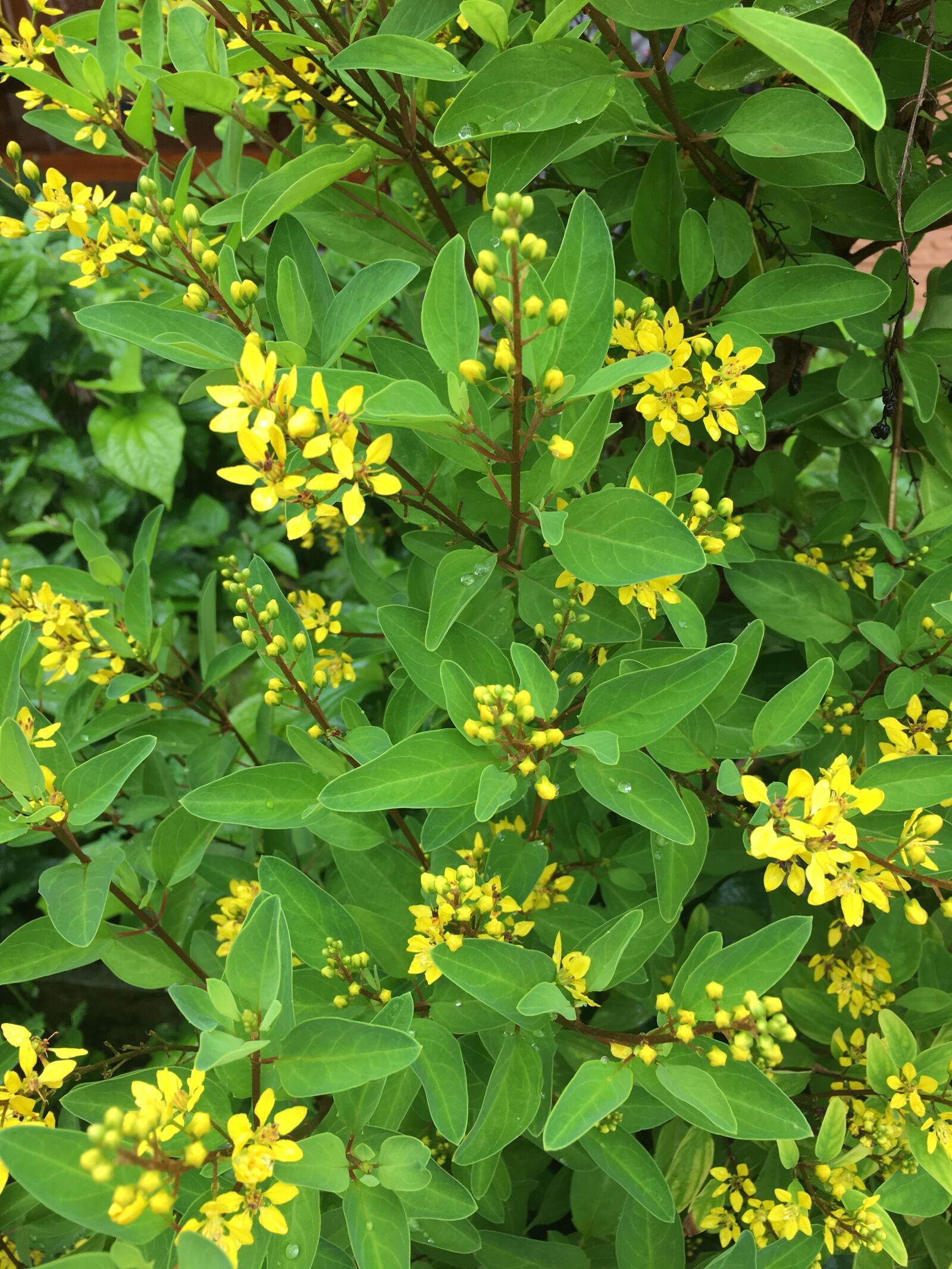 Apple iPhone 6s Plus sample photo. Flower, flowers, yellow photography