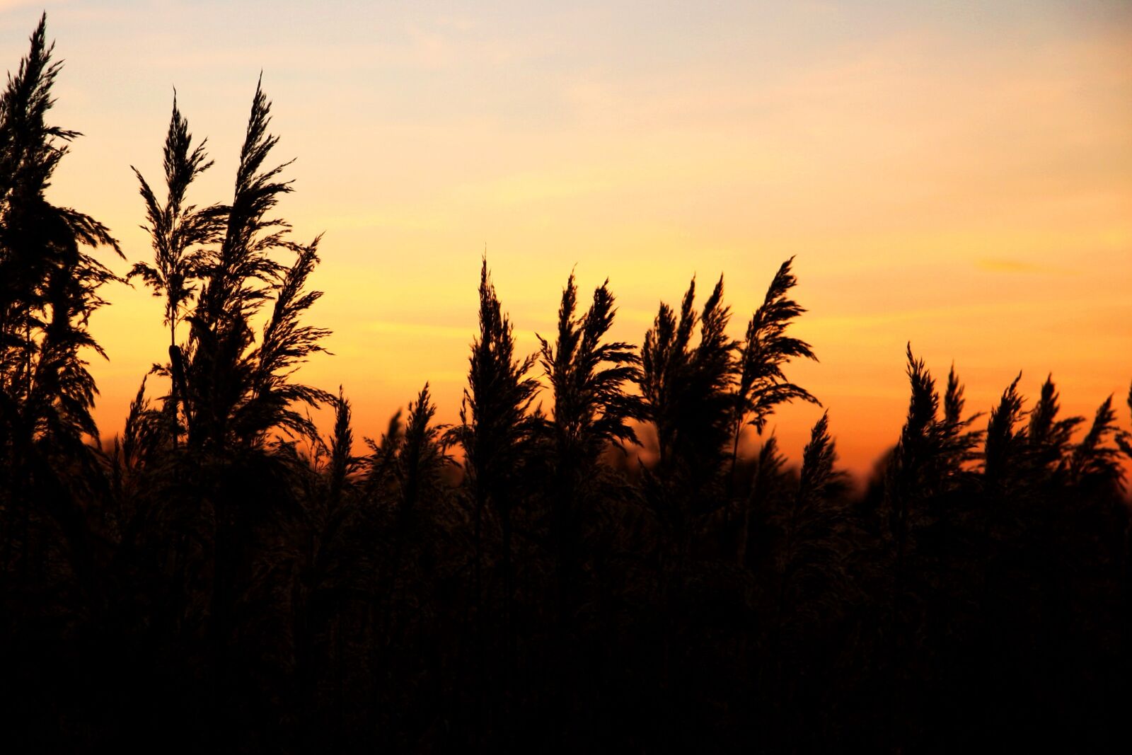 Canon EOS 20D sample photo. Afterglow, sunset, reed photography